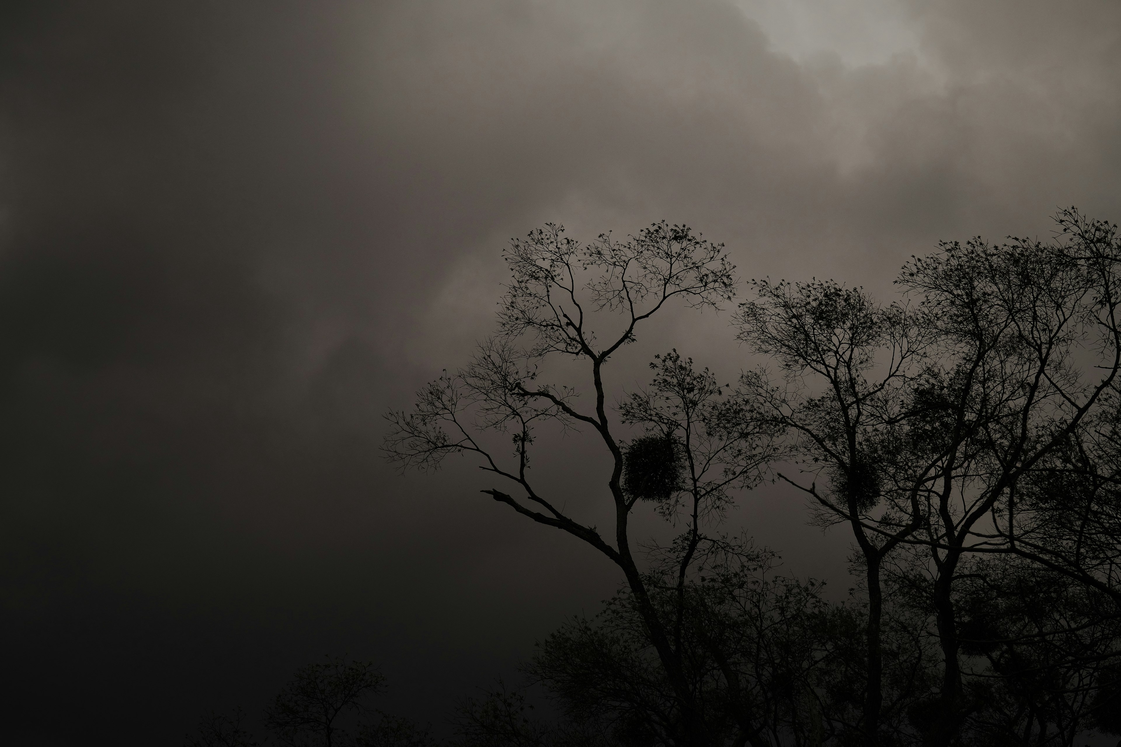 Silhouetted trees with nests under a dark cloudy sky