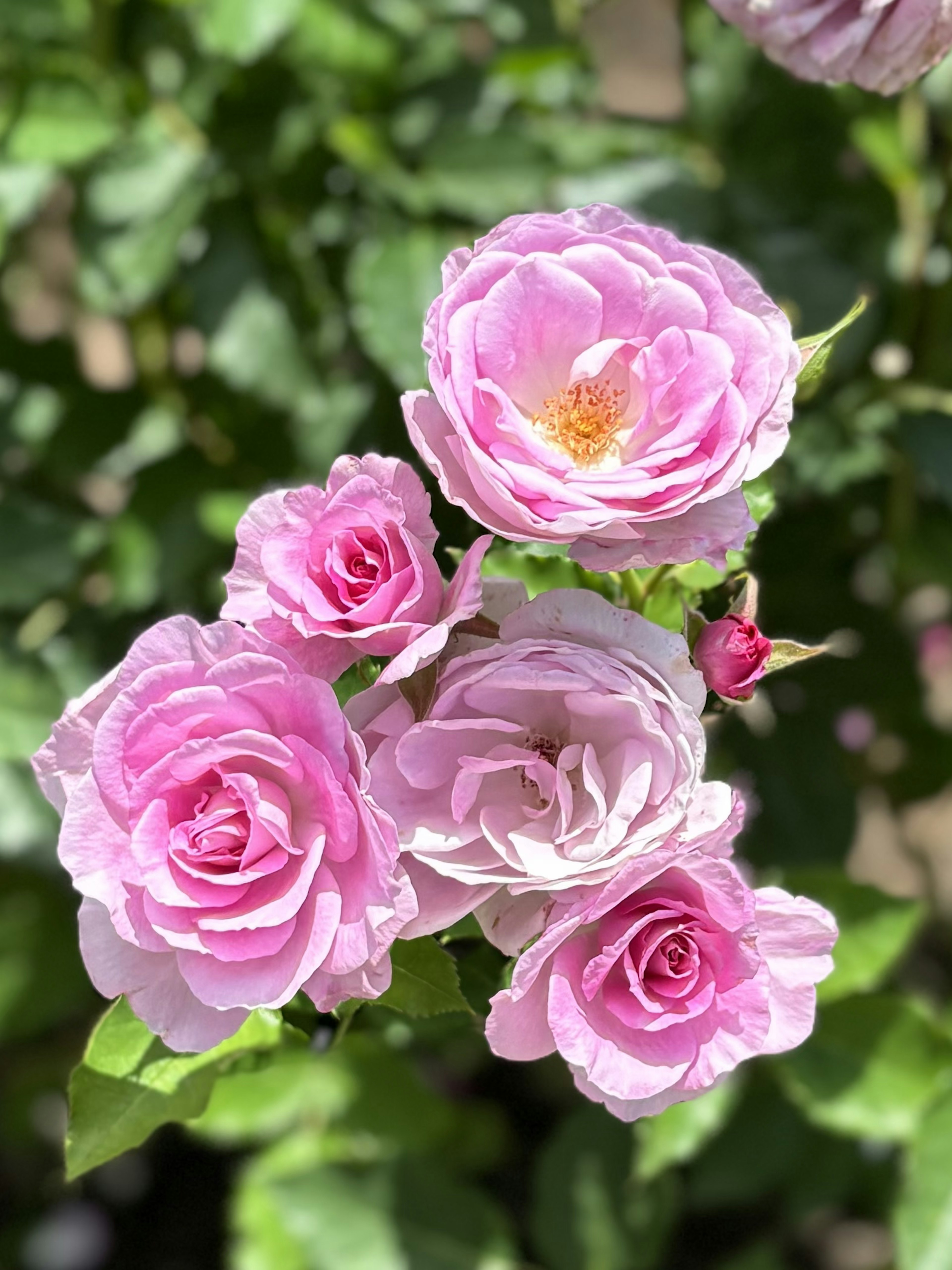 Hermosas rosas rosas floreciendo en un jardín