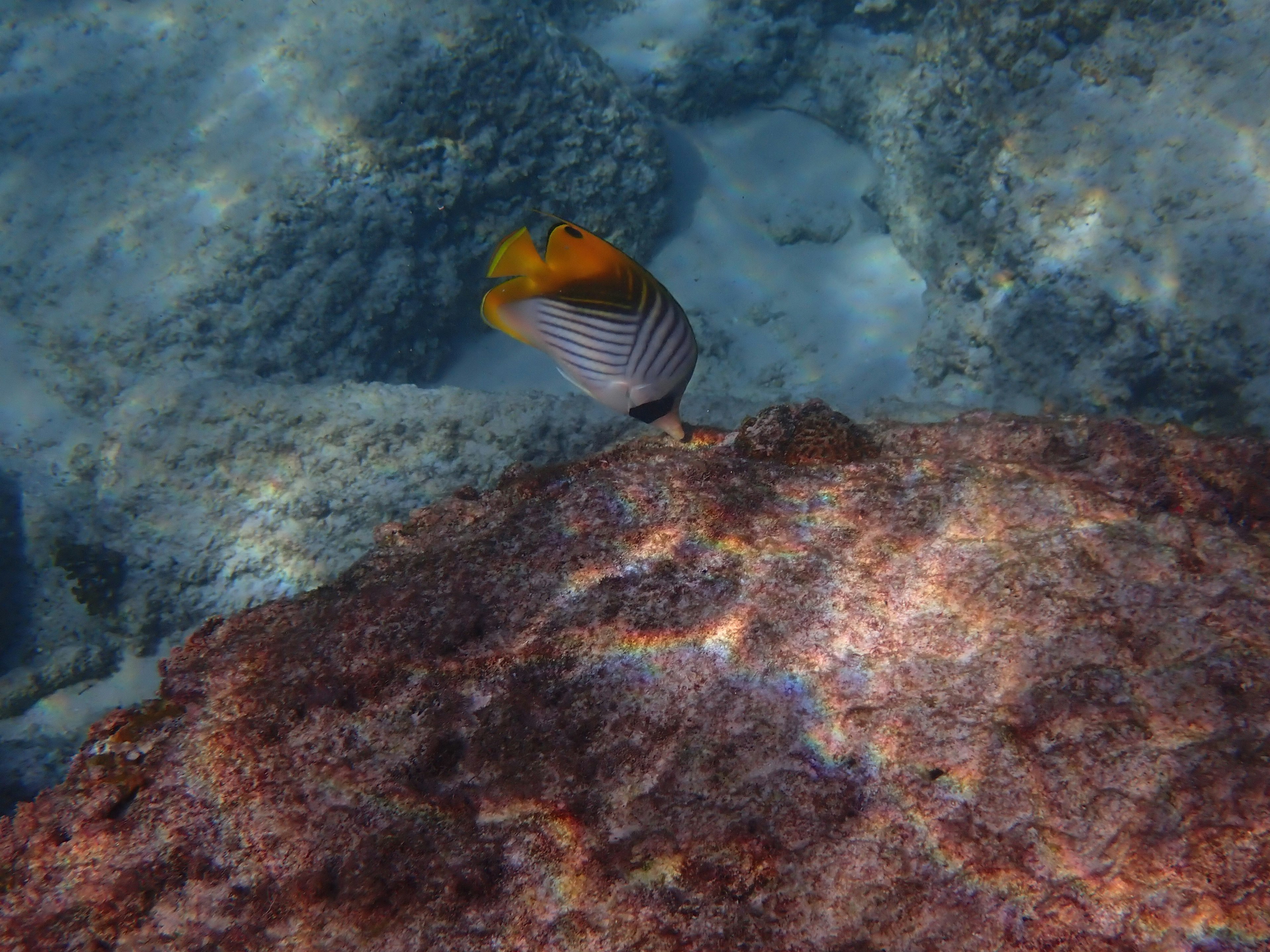 Un poisson coloré nageant près d'une surface rocheuse sous-marine