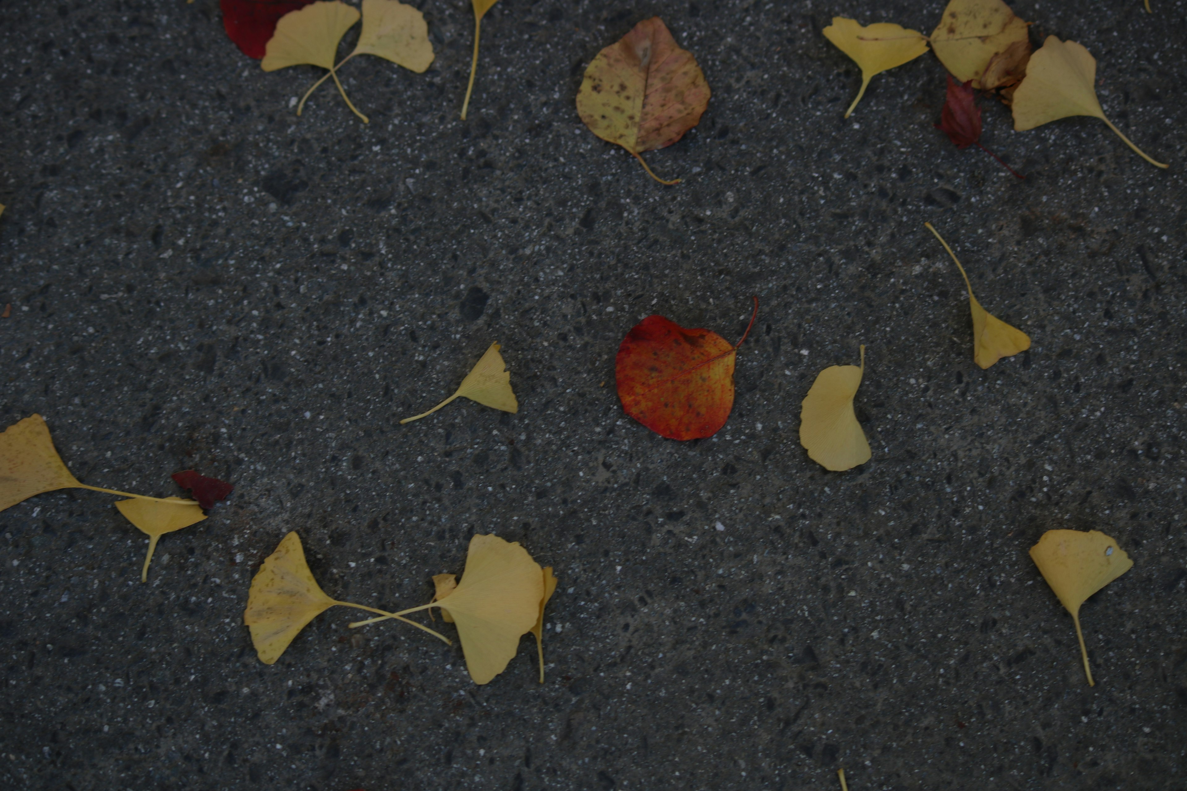 Foglie gialle e rosse sparse su una superficie pavimentata