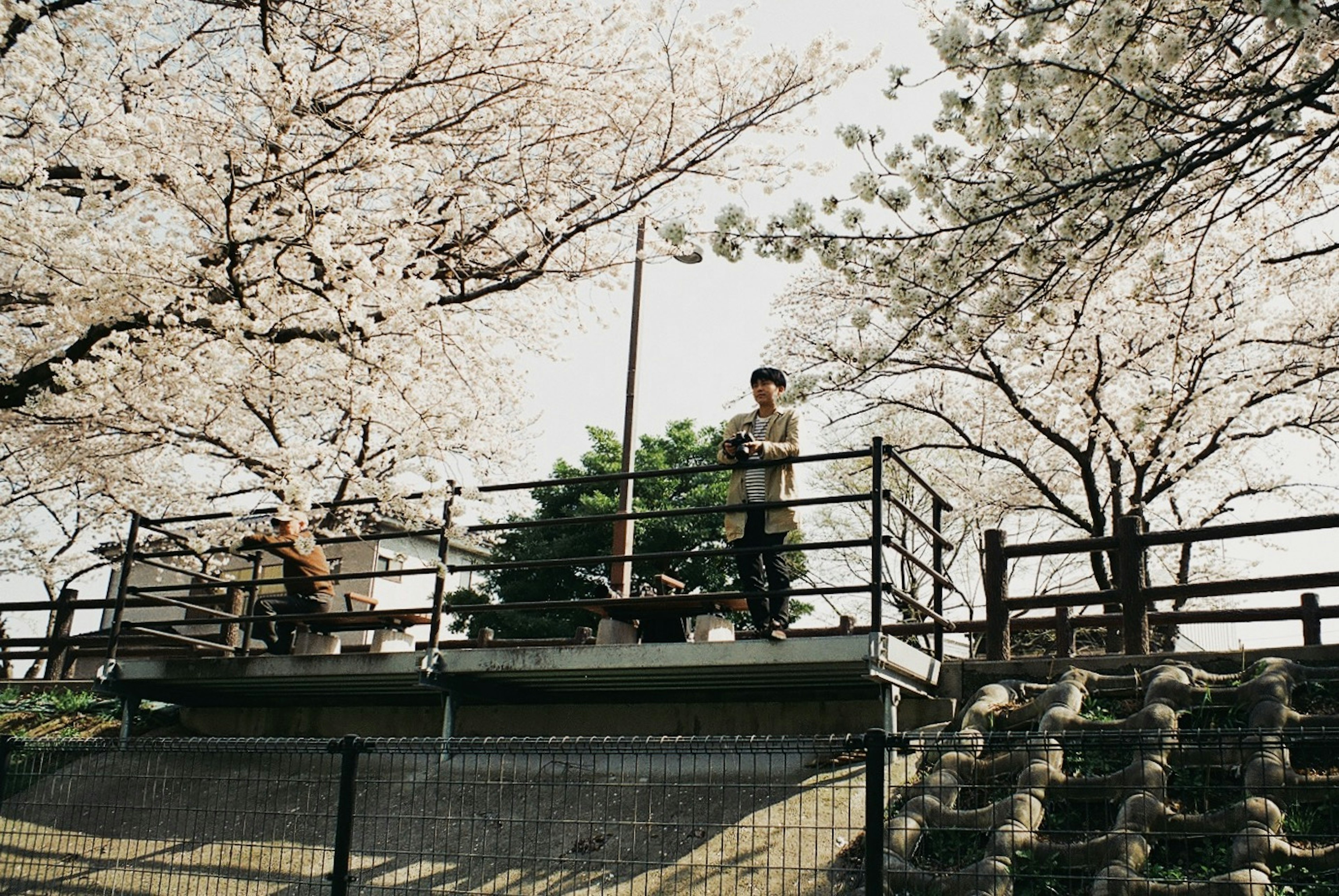 Seorang pria berdiri di taman dengan pohon sakura dan orang lain duduk di bangku