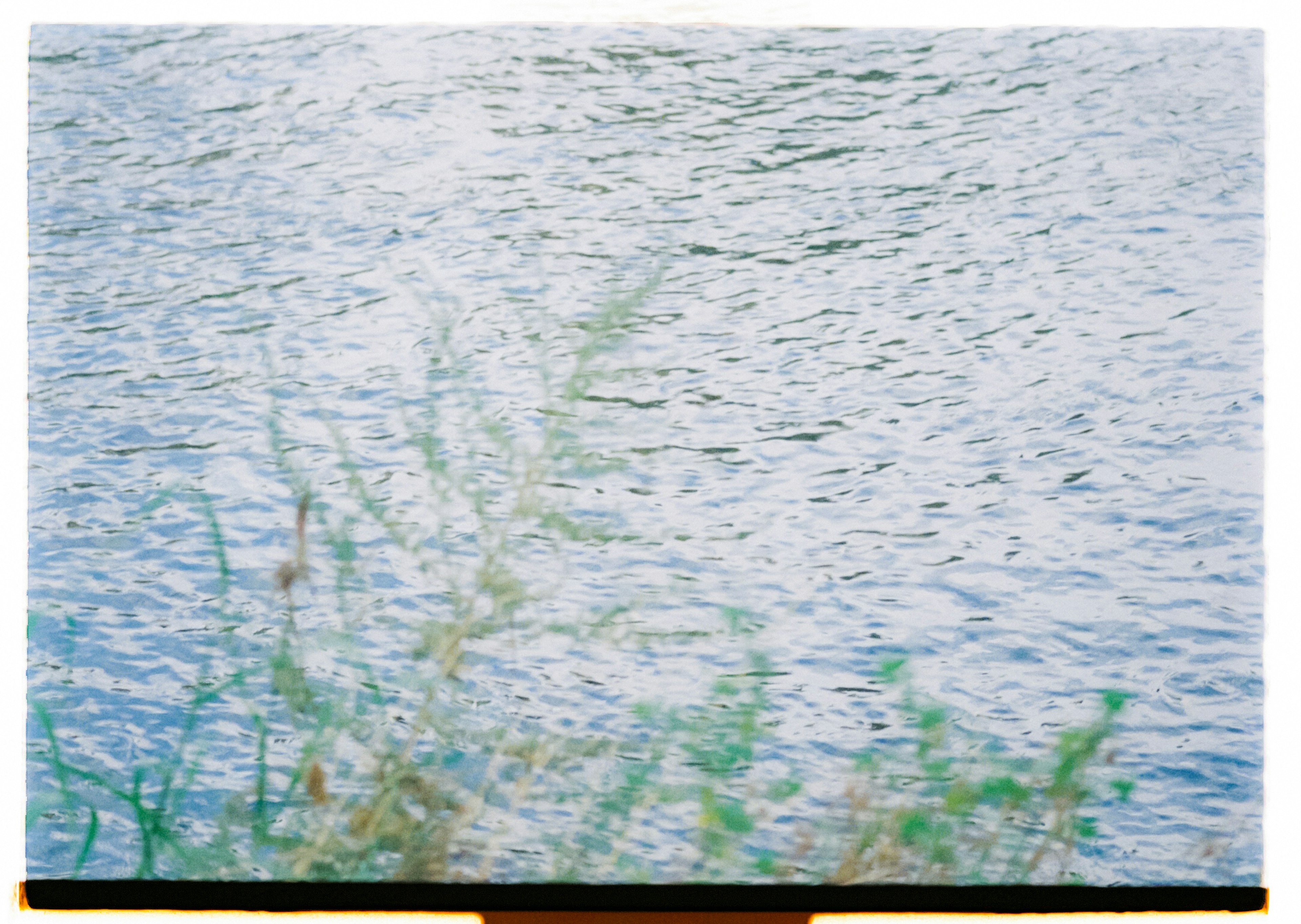 Blick auf eine wellige Wasseroberfläche mit grünen Pflanzen am Rand