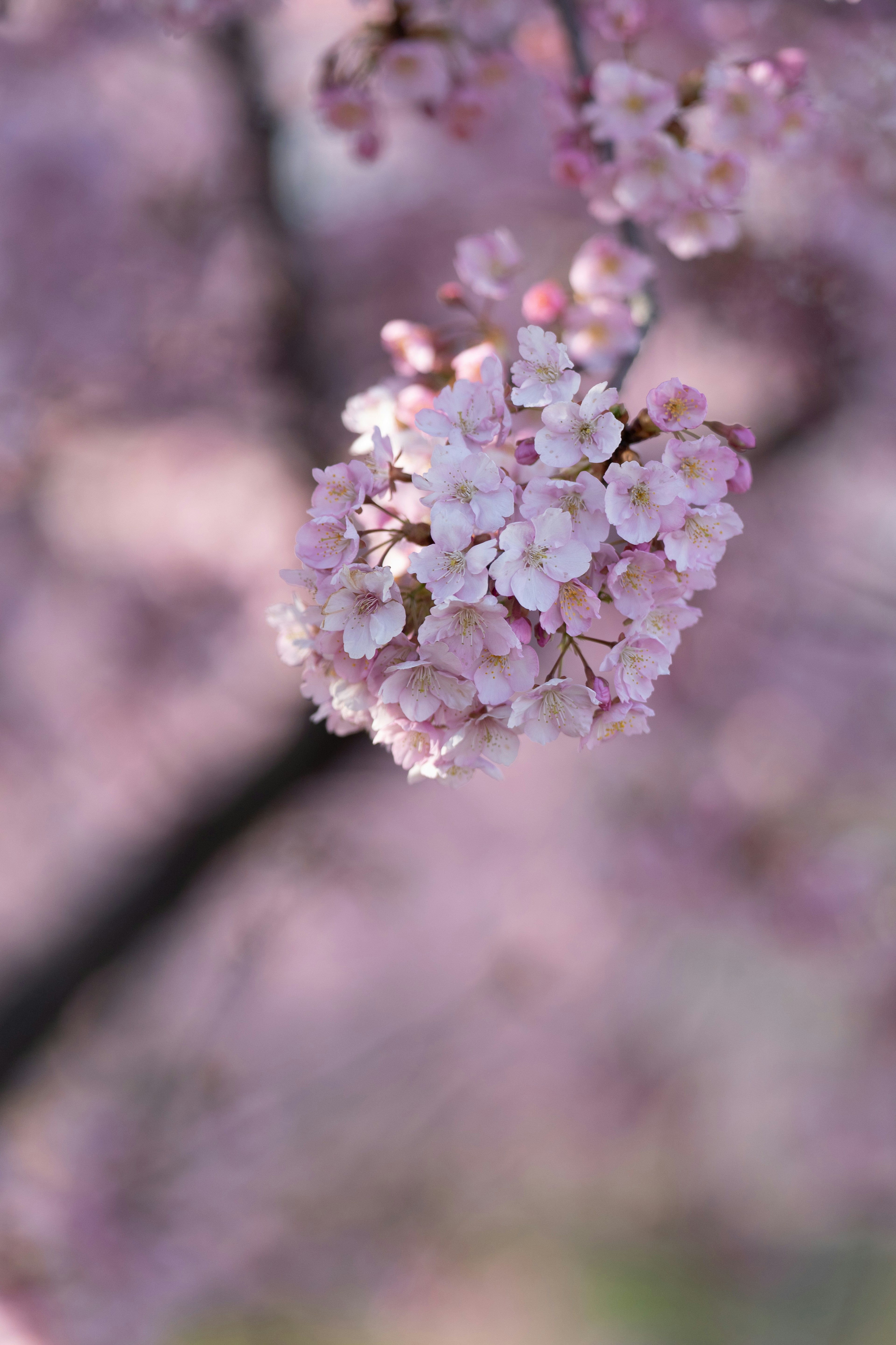 Nahaufnahme von zarten rosa Kirschblüten an einem Ast