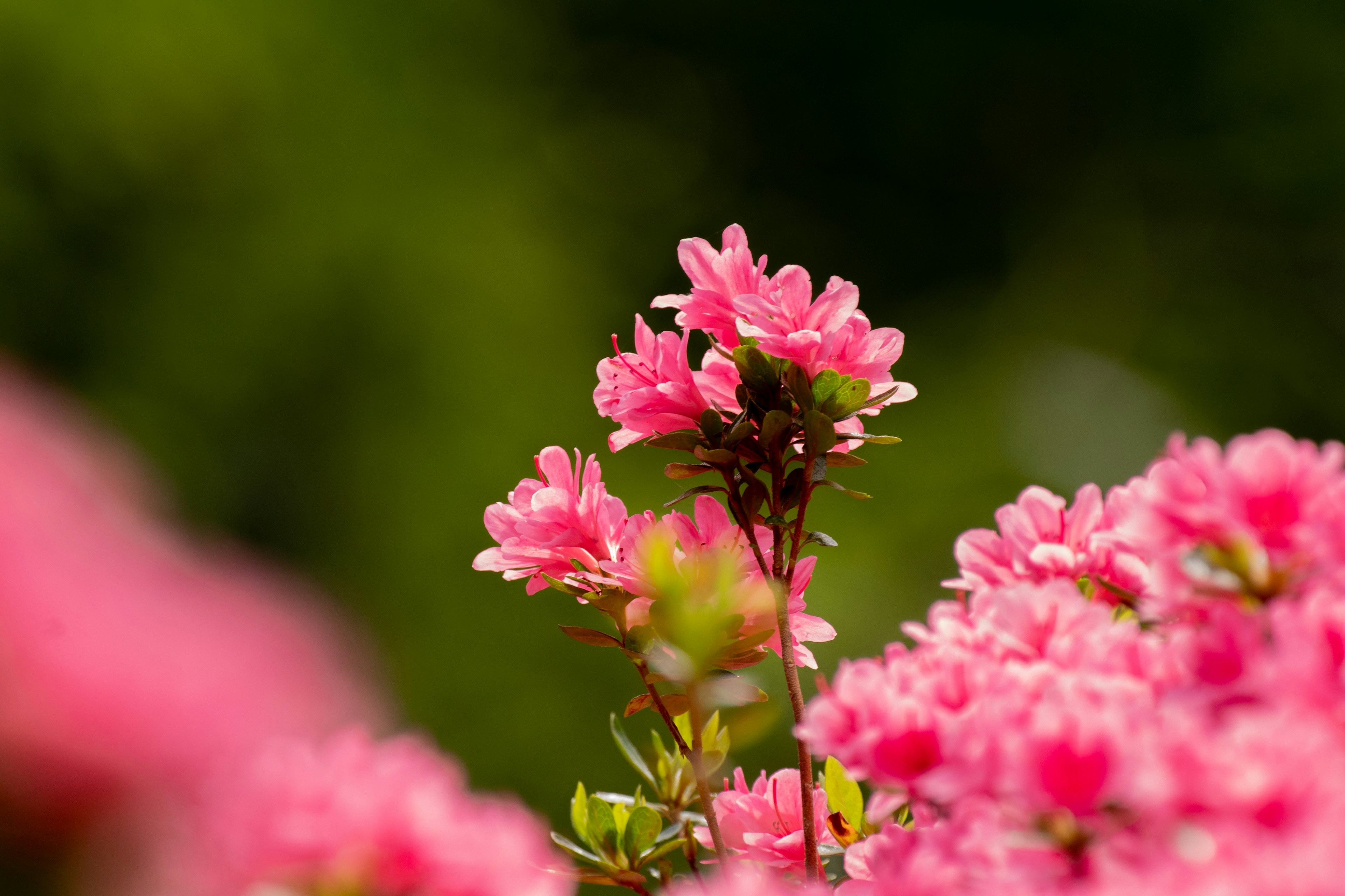 Nahaufnahme von lebhaften rosa Blumen, die vor einem üppigen grünen Hintergrund blühen