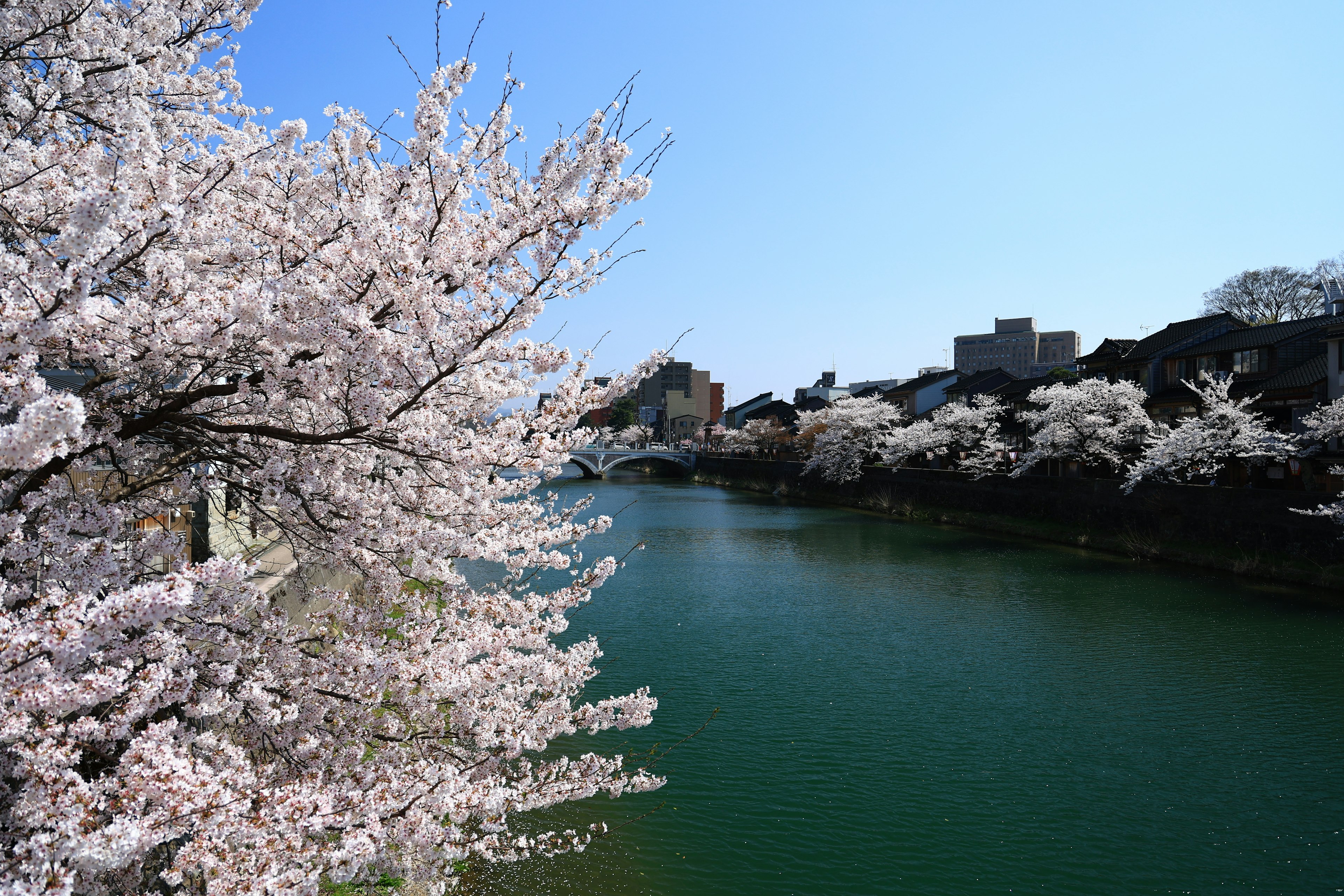 桜の花が咲く川の風景 青空と緑の水面