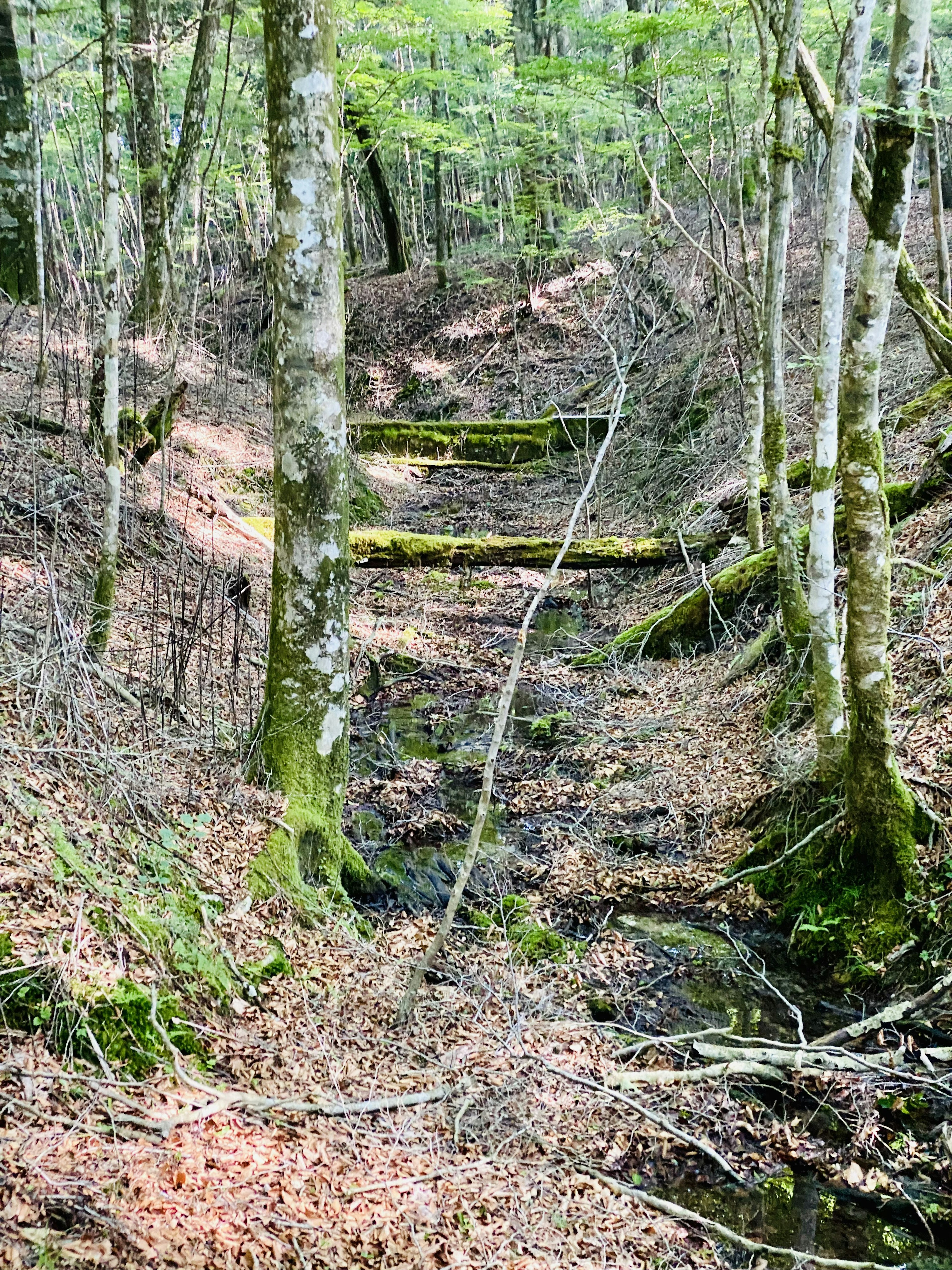 森の小道と緑の木々がある風景