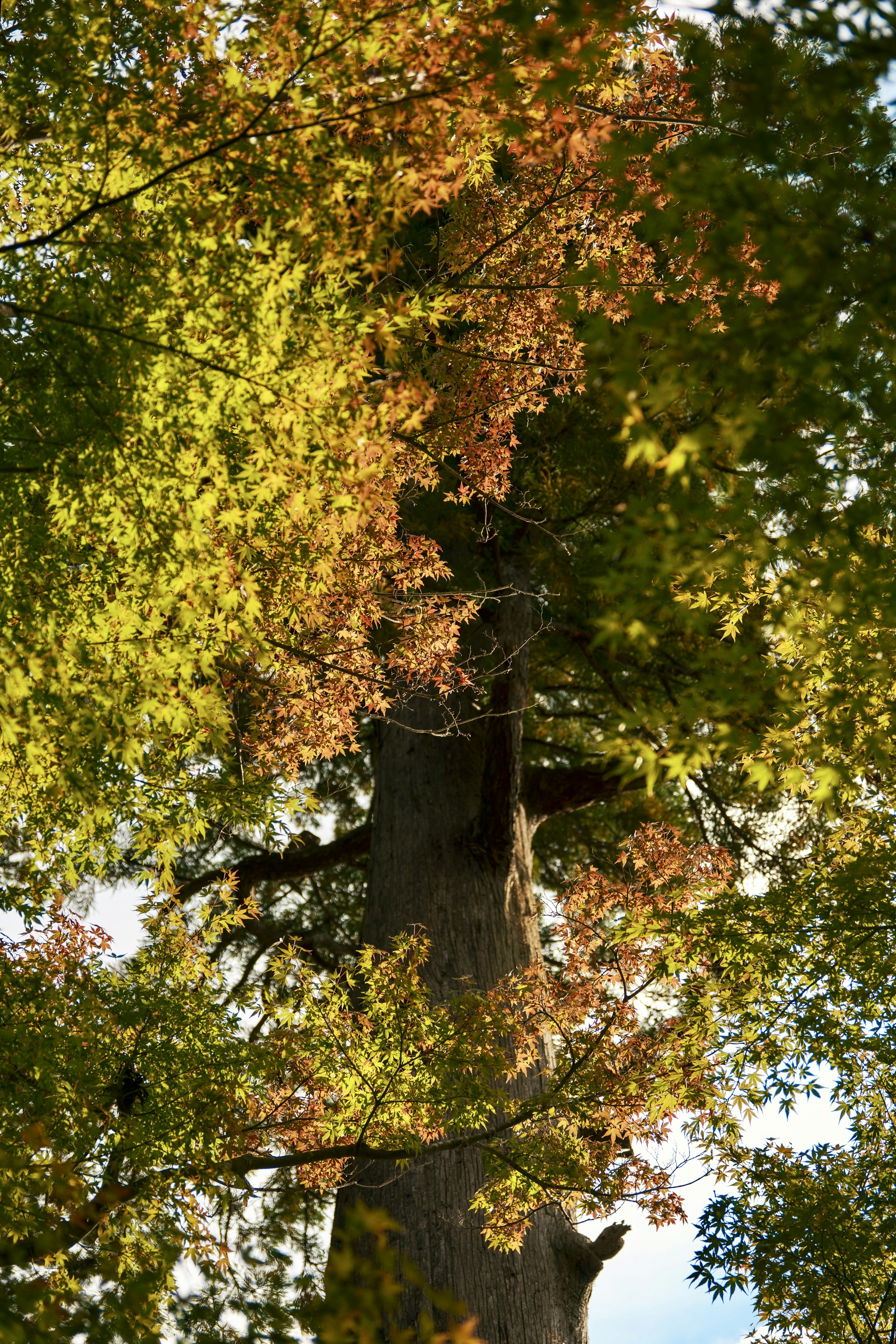 Hoher Baumstamm mit lebhaften grünen und orangefarbenen Blättern