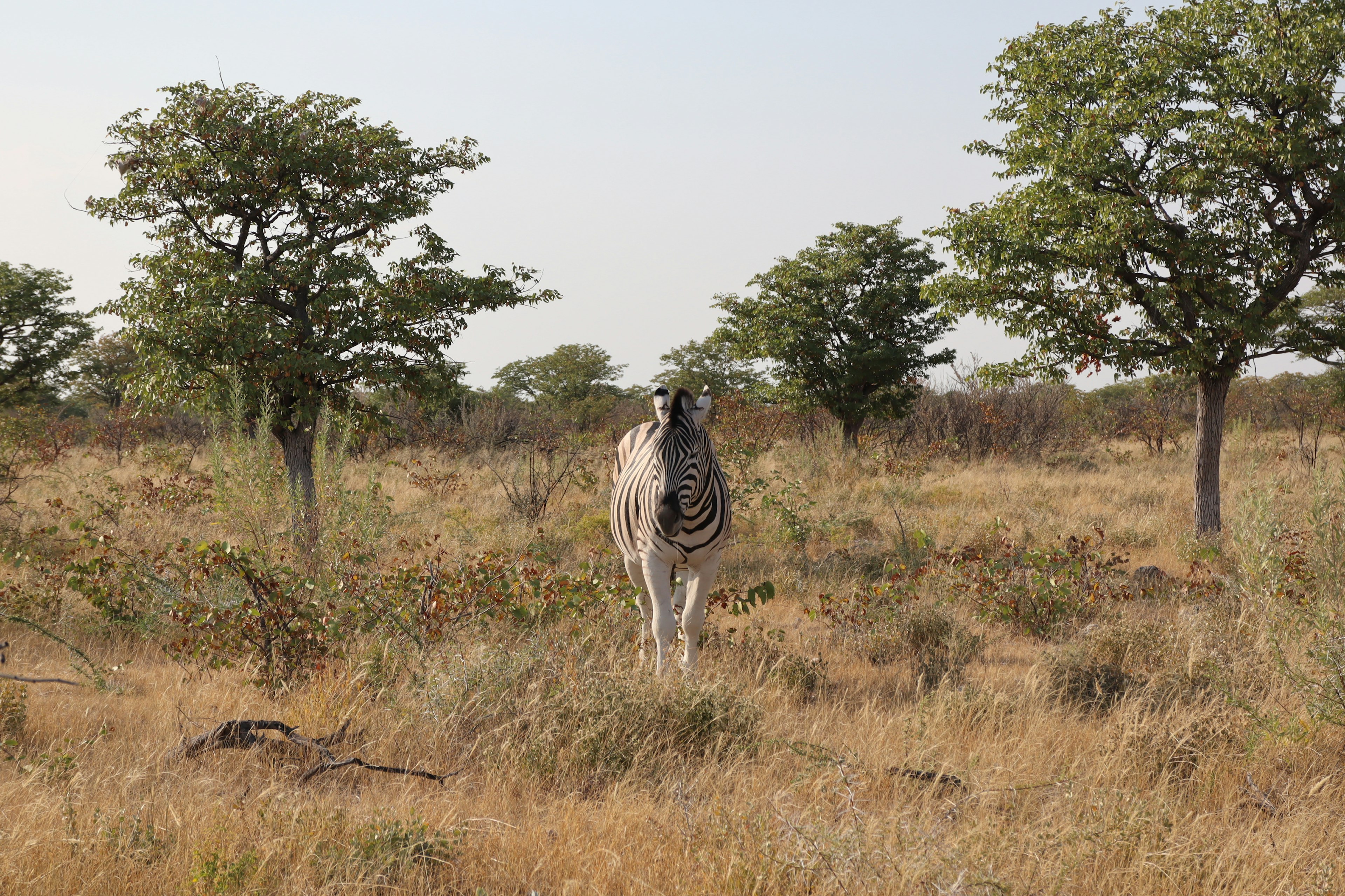 Un zèbre debout dans la savane avec des arbres environnants