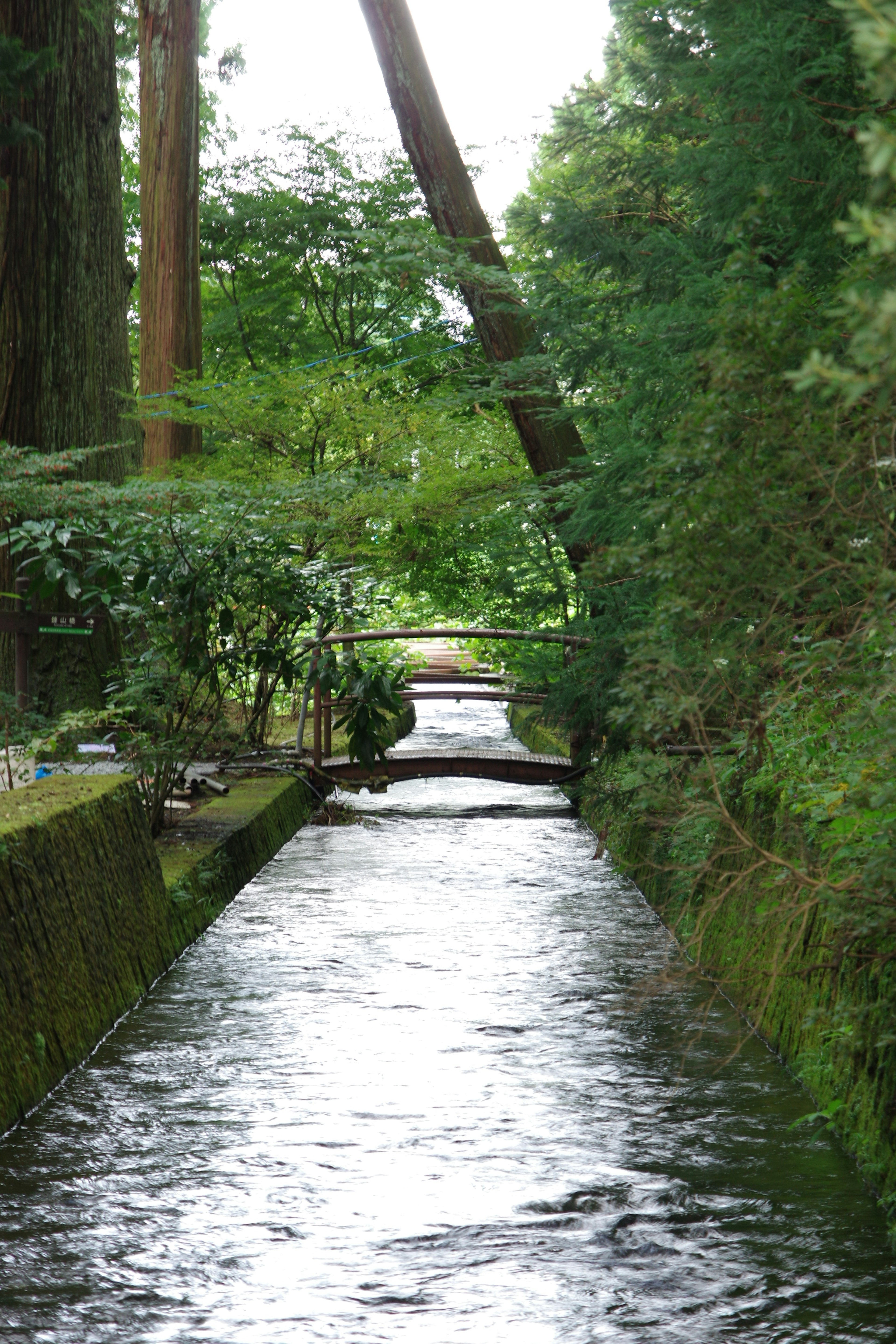 緑に囲まれた小川の風景 橋がかかり静かな水面が広がる