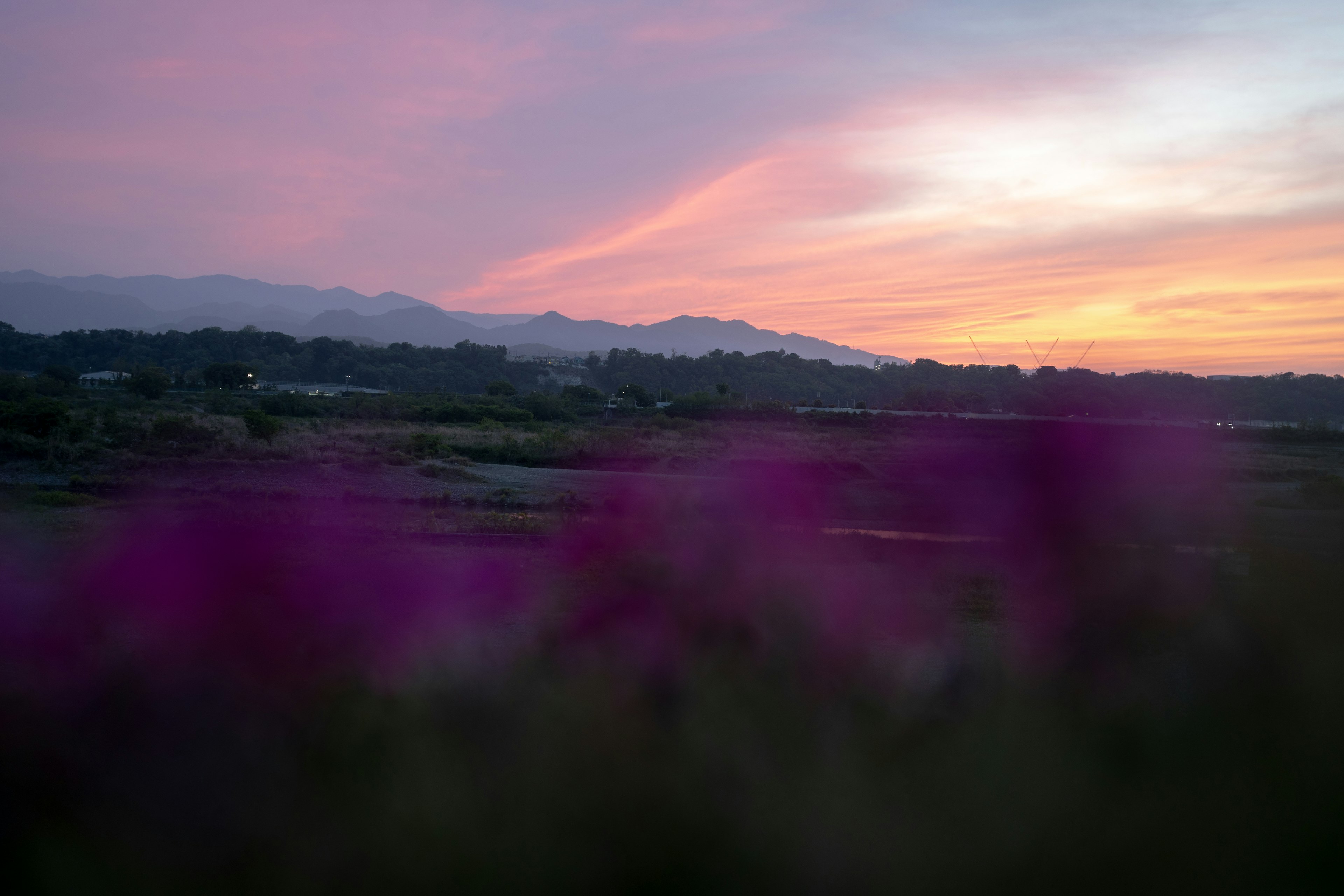 Landschaft mit lila Blumen im Vordergrund und einem Sonnenuntergangshimmel