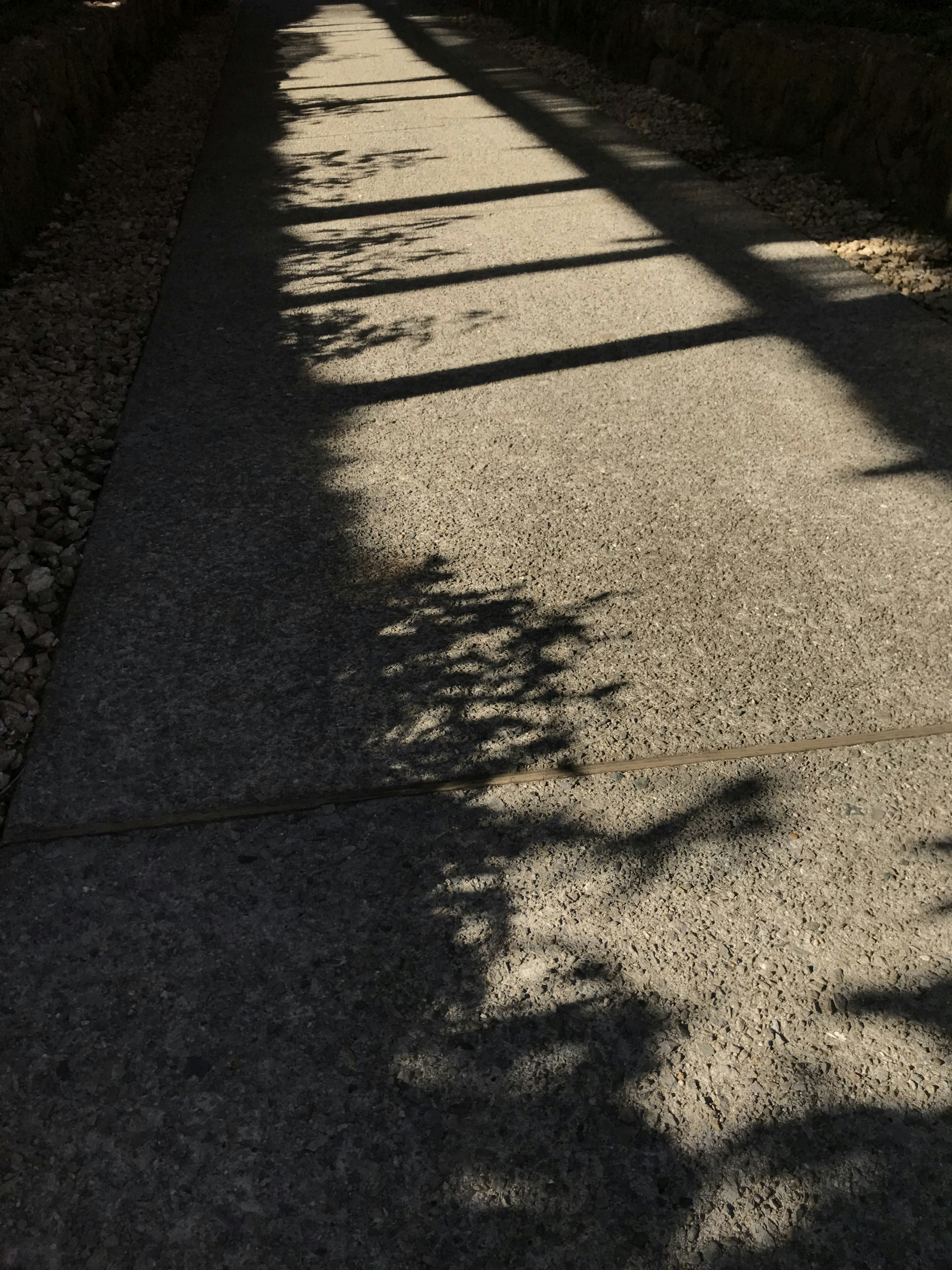 舗装された歩道に落ちる木の影が印象的な風景