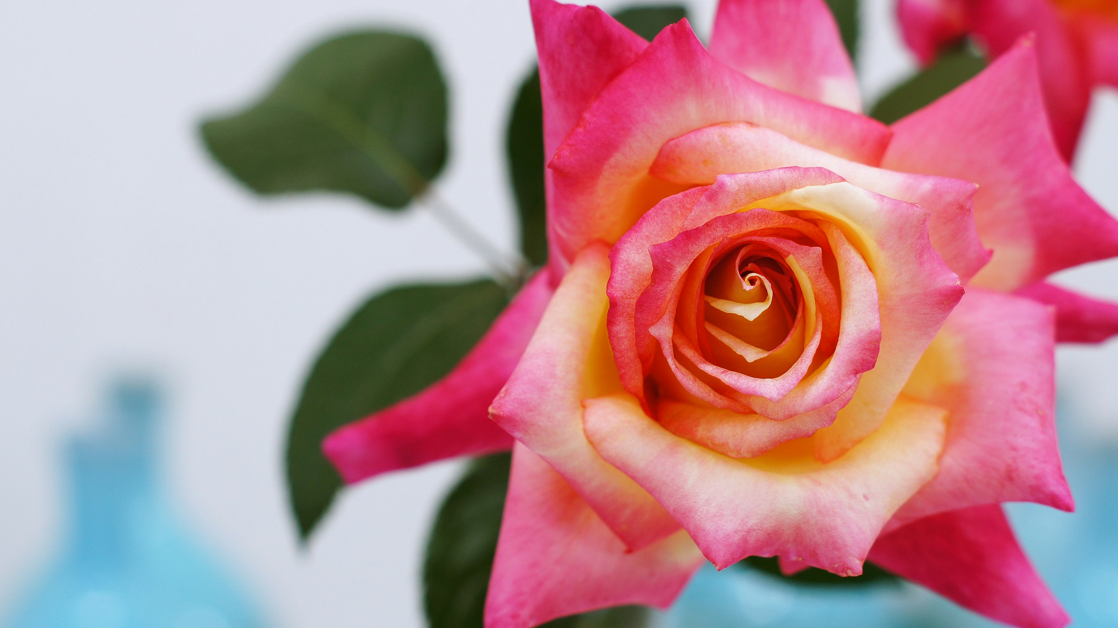 鮮やかなピンクとオレンジのバラの花が青い花瓶の横に咲いている