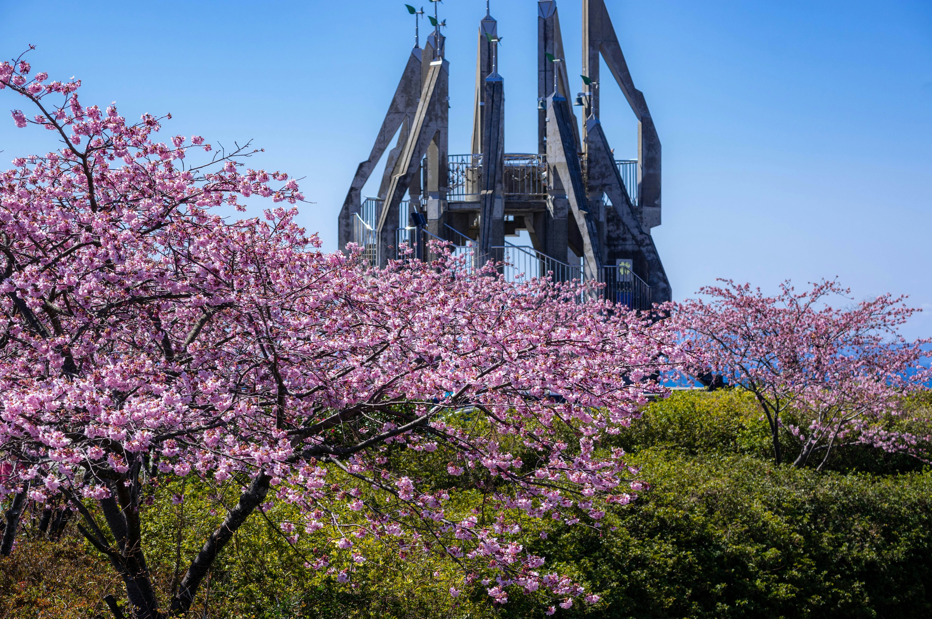 Contraste entre los cerezos en flor y la estructura moderna