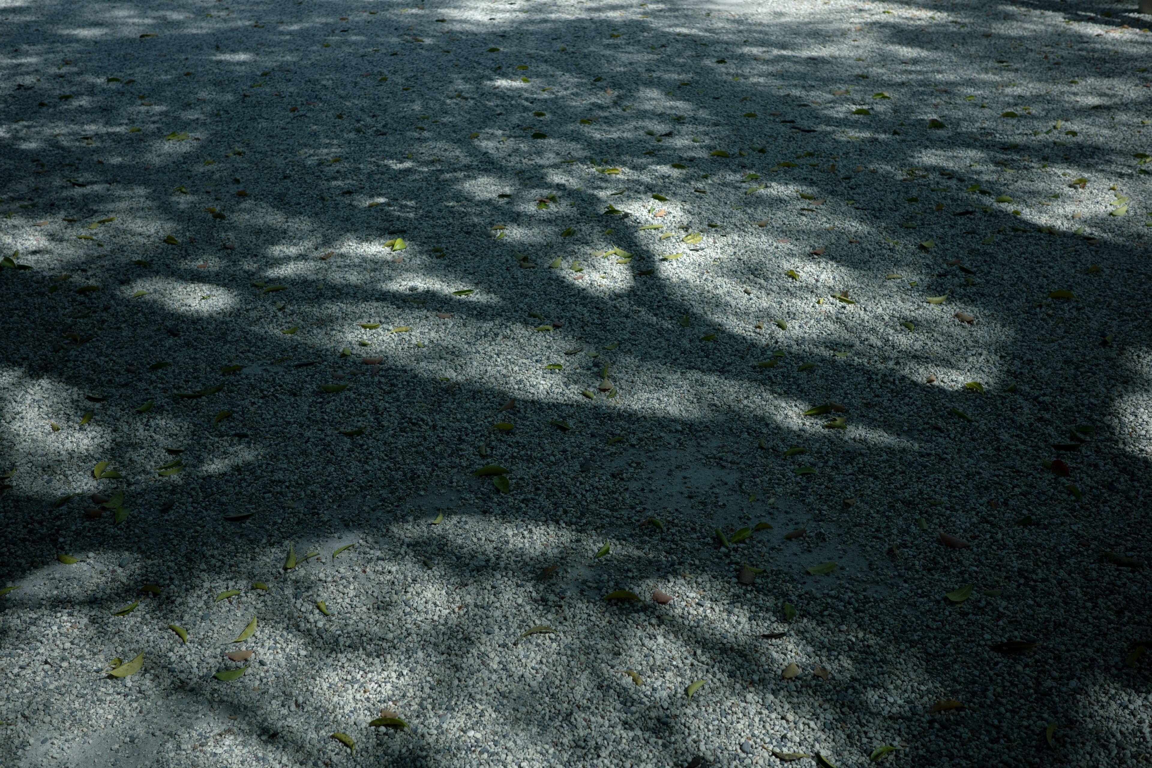 Shadows of trees cast on a quiet surface