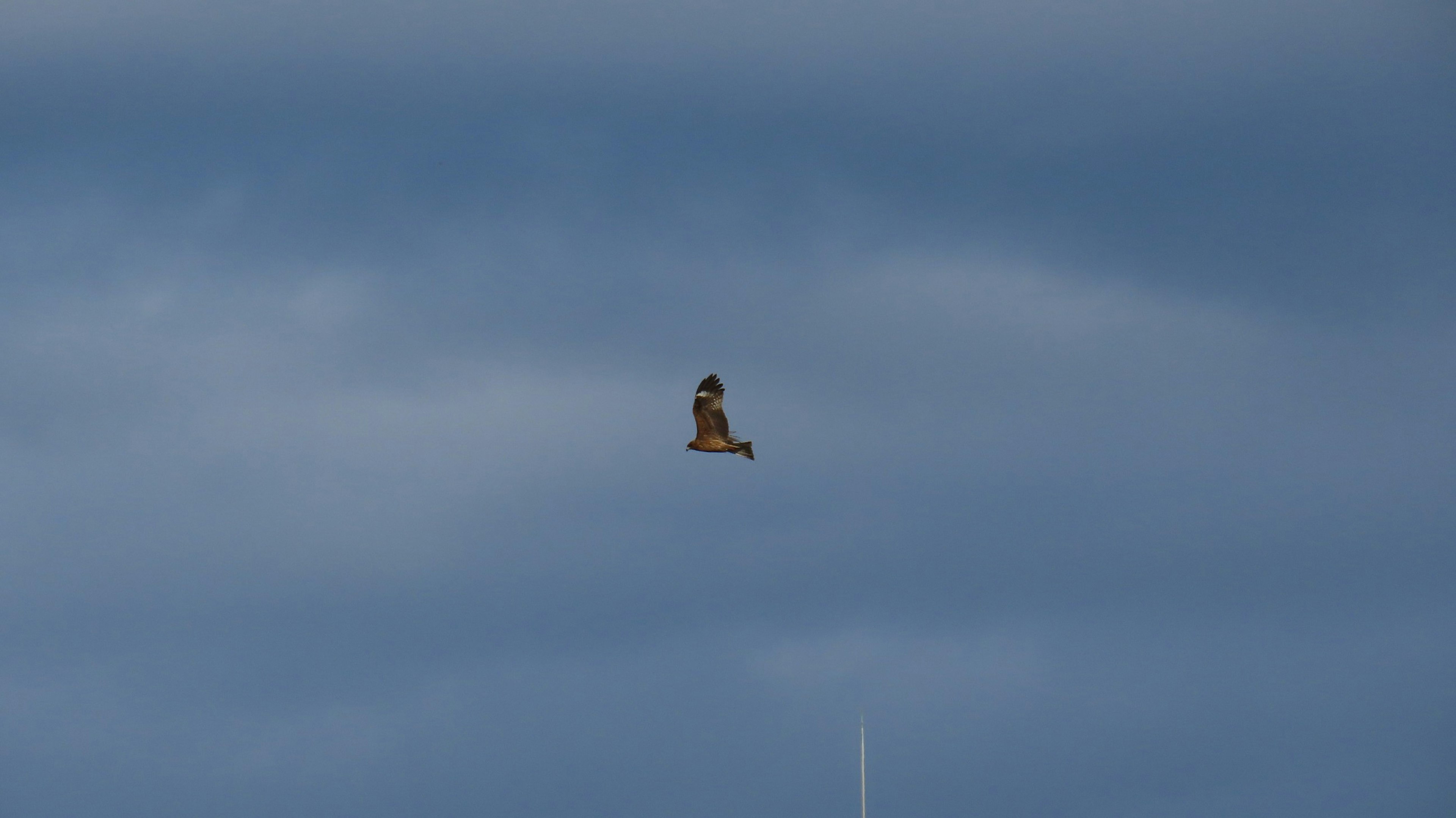 Silhouette eines kleinen Vogels, der vor blauem Himmel schwebt