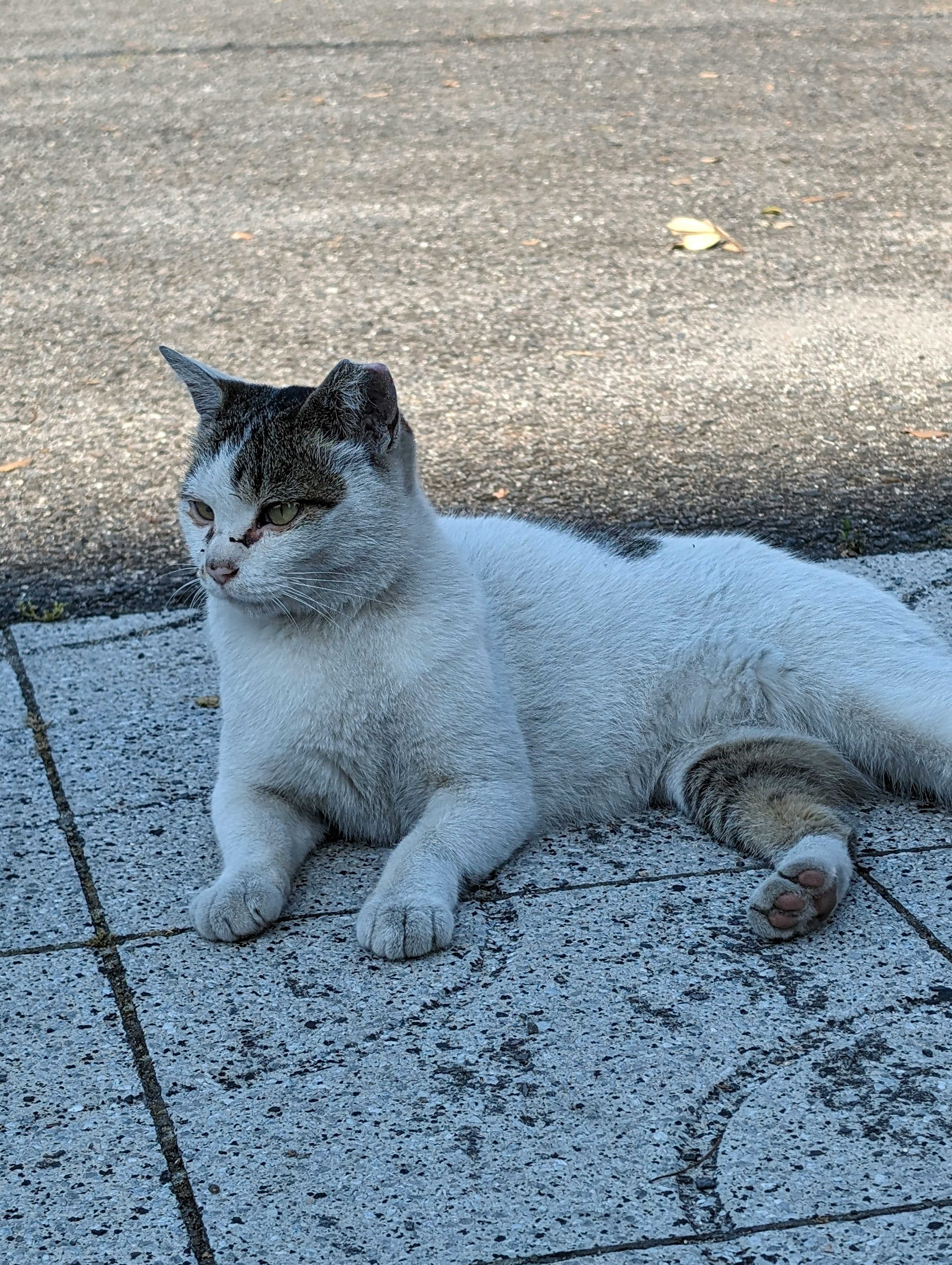 Un chat blanc couché sur une route pavée