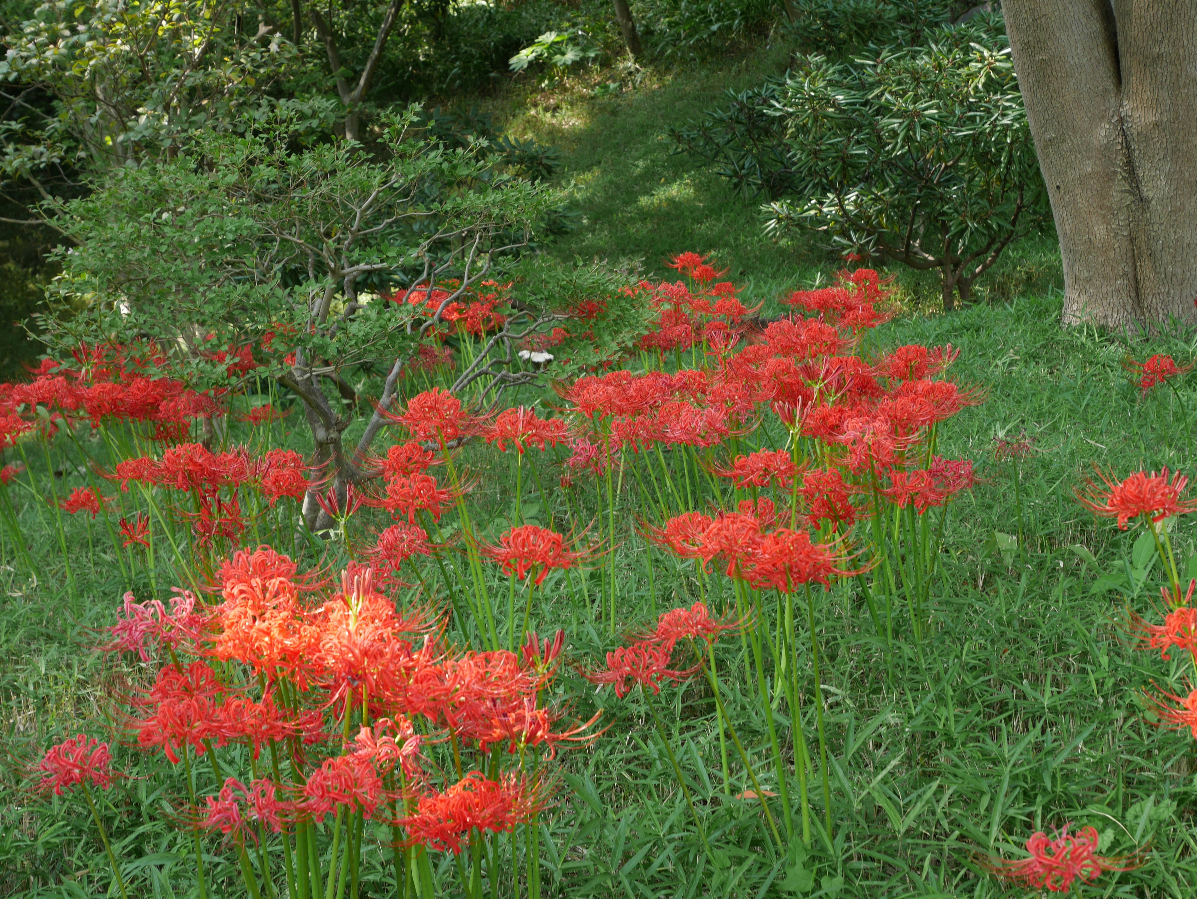 Champ de lys araignée rouges fleuris parmi l'herbe verte