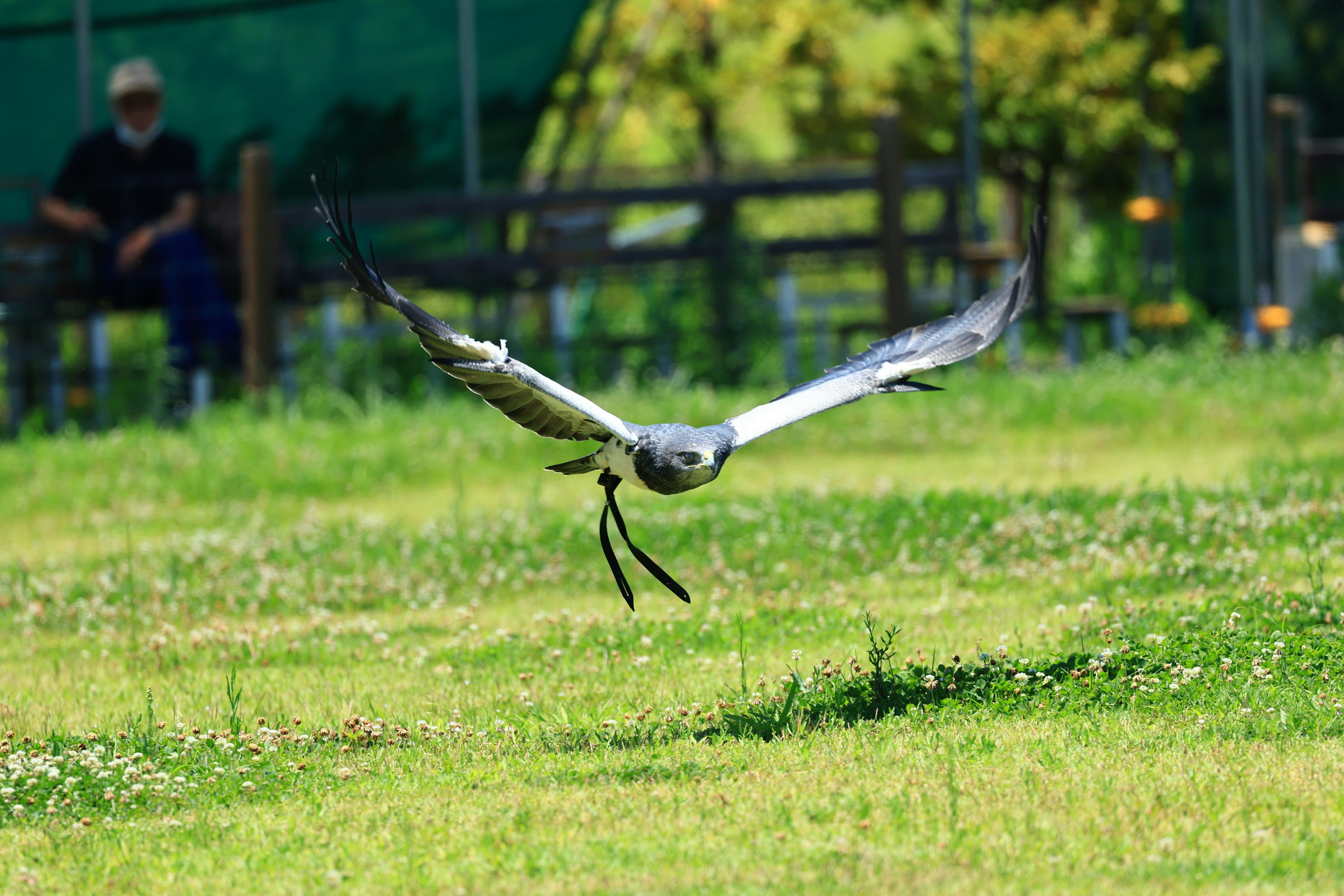 Un falco in volo sopra un prato verde con uno sfondo sfocato