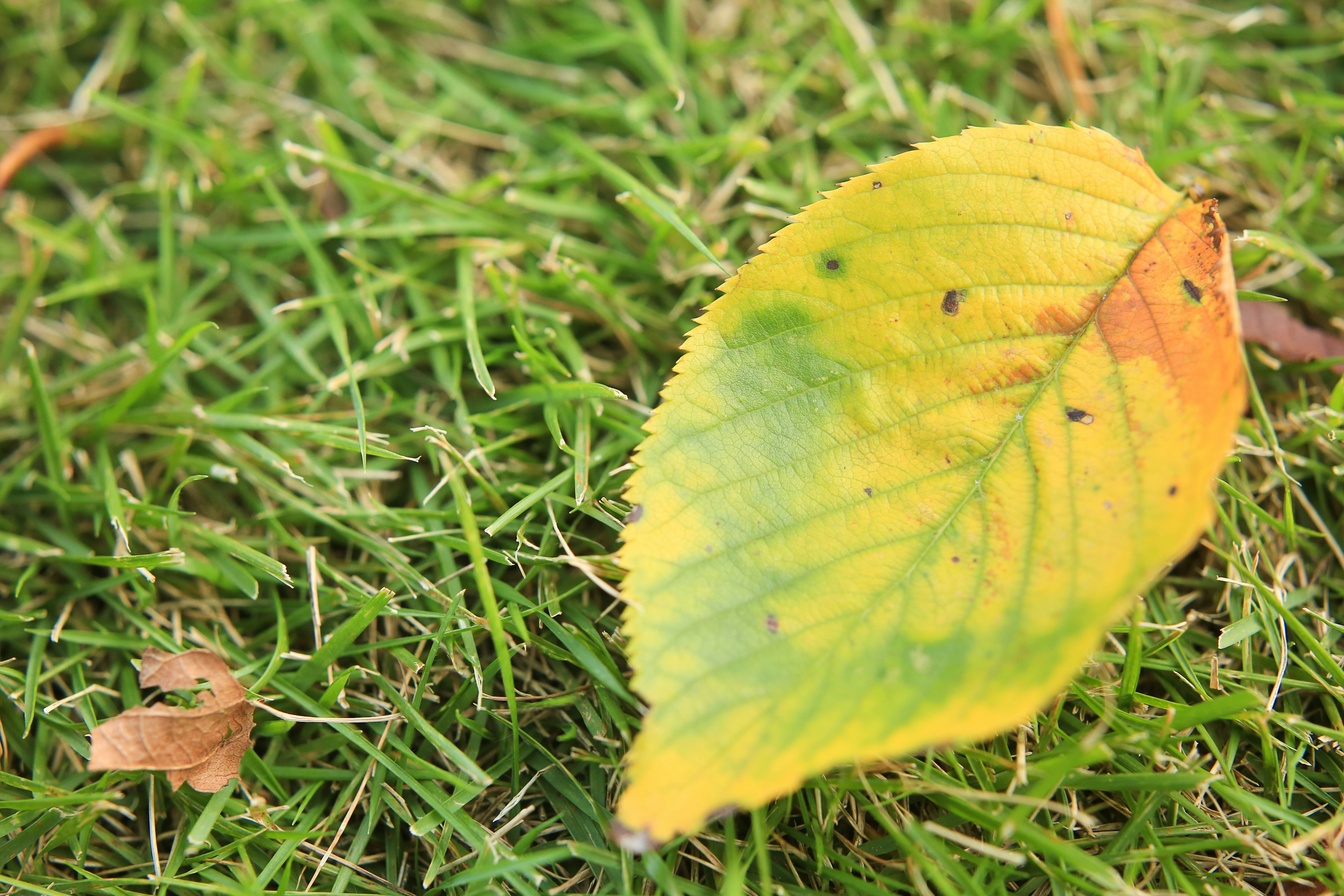 A yellow and green leaf on green grass