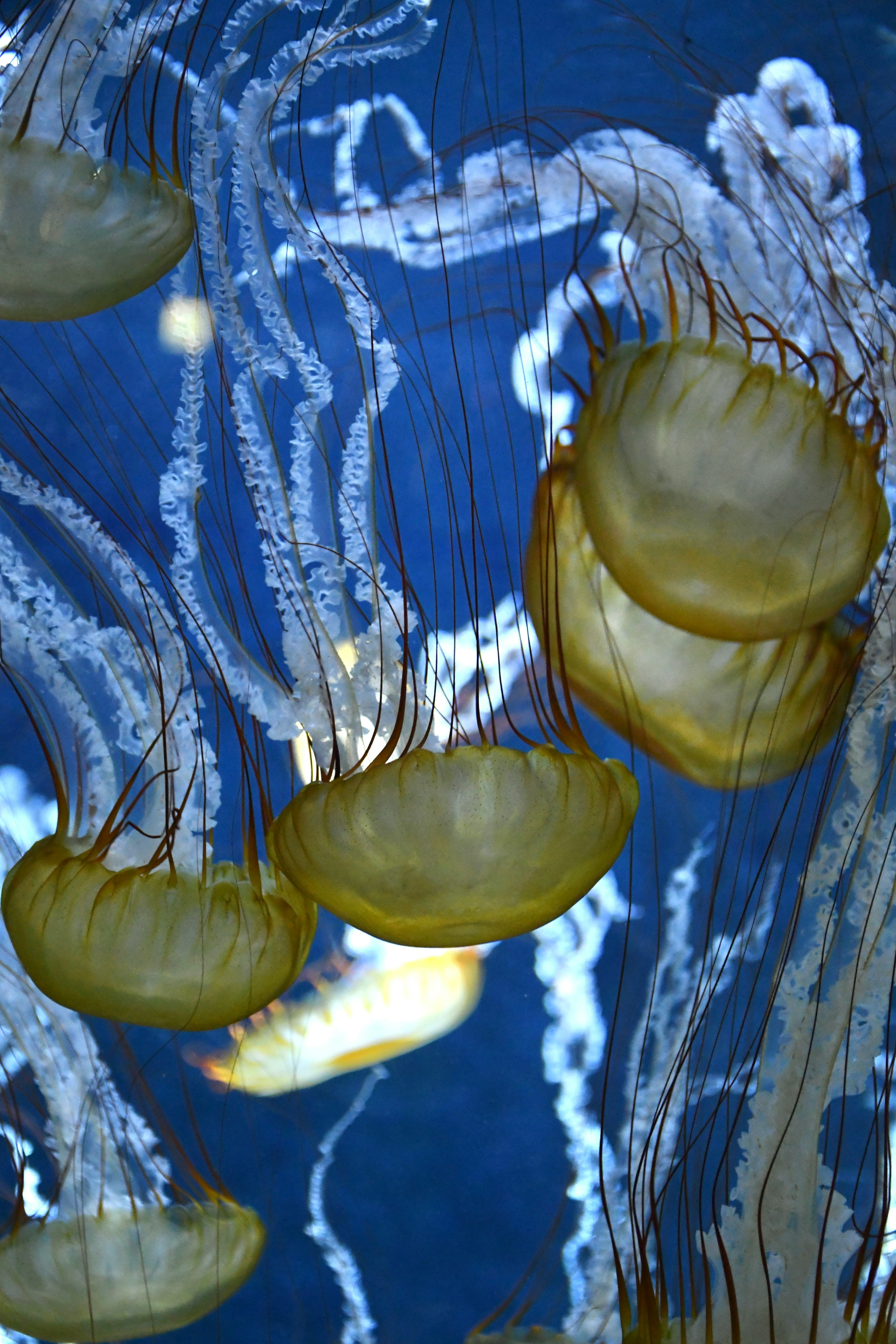 青い水中で泳ぐクラゲの群れと繊細な触手の様子