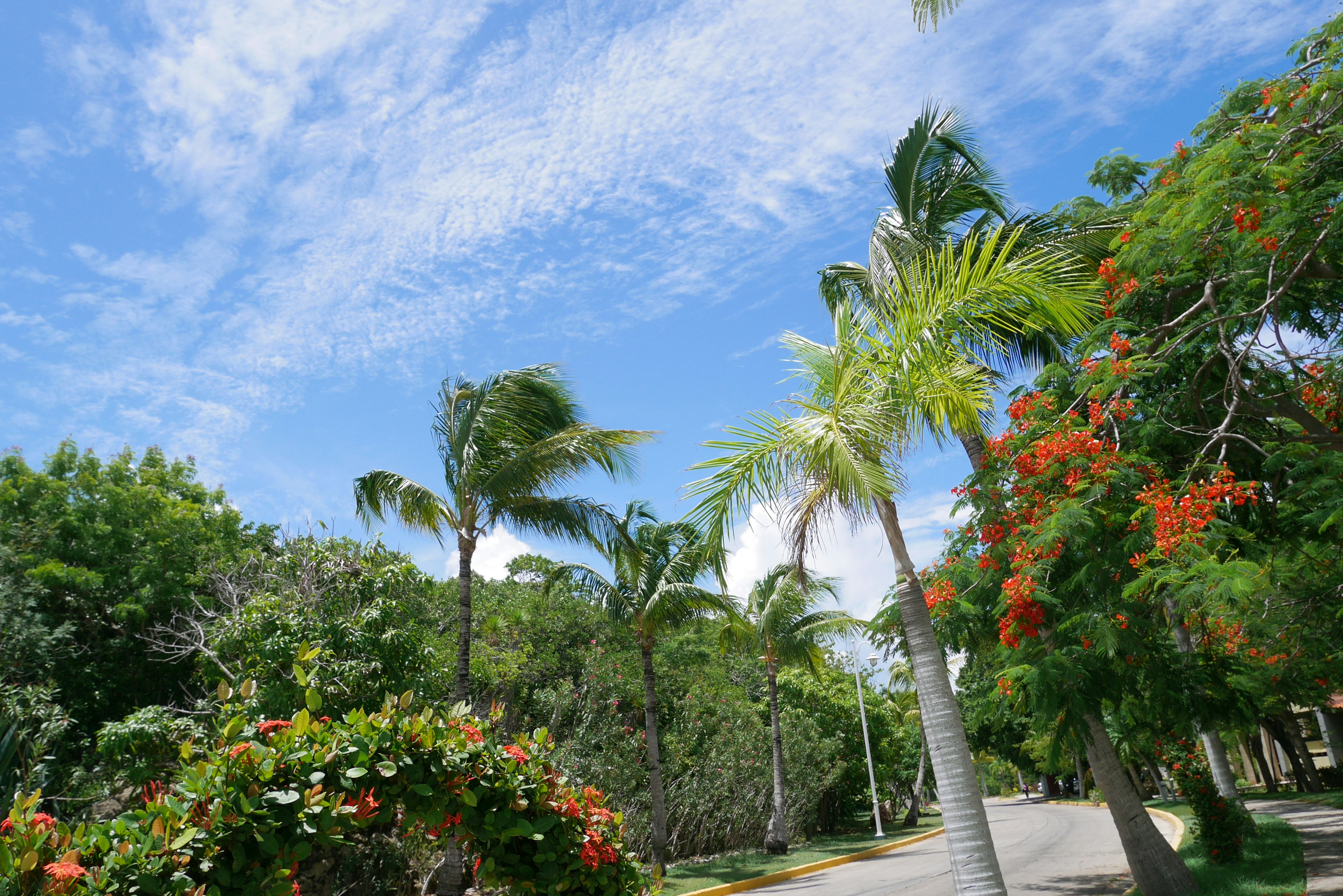 Tropical landscape with blue sky and lush greenery