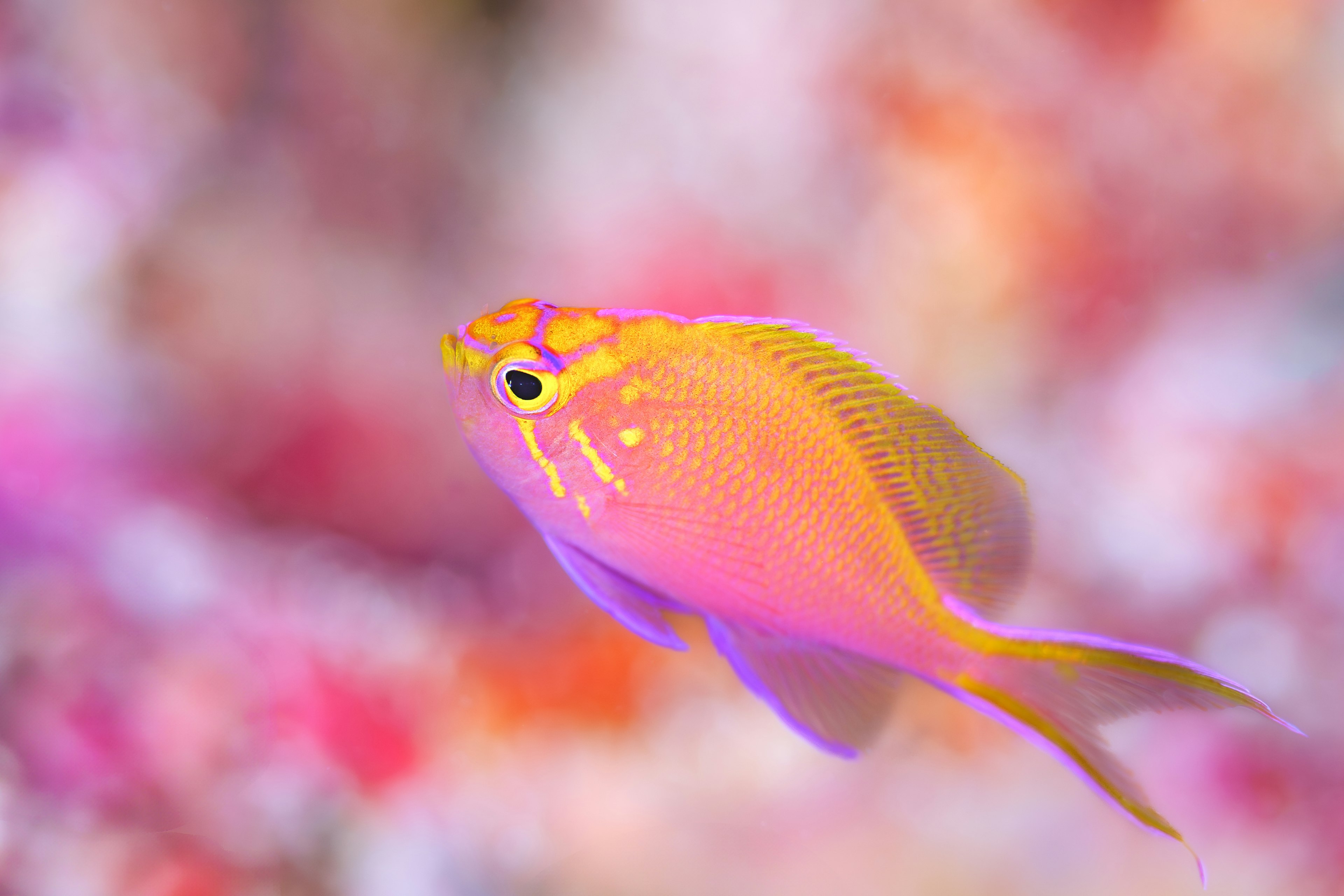 A vibrant pink and orange fish swimming underwater with a colorful coral background