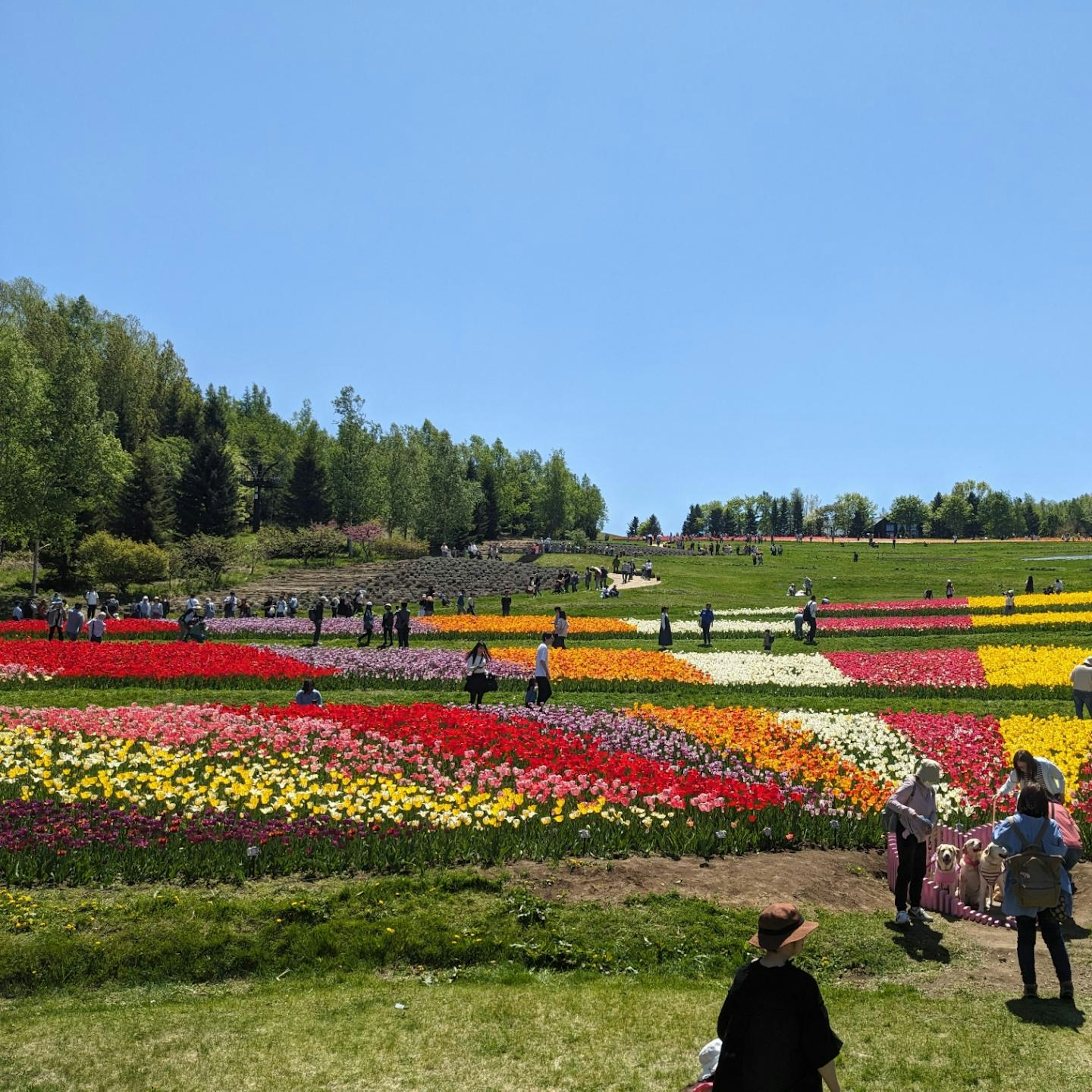 Visitors enjoying a vibrant tulip field with colorful blooms