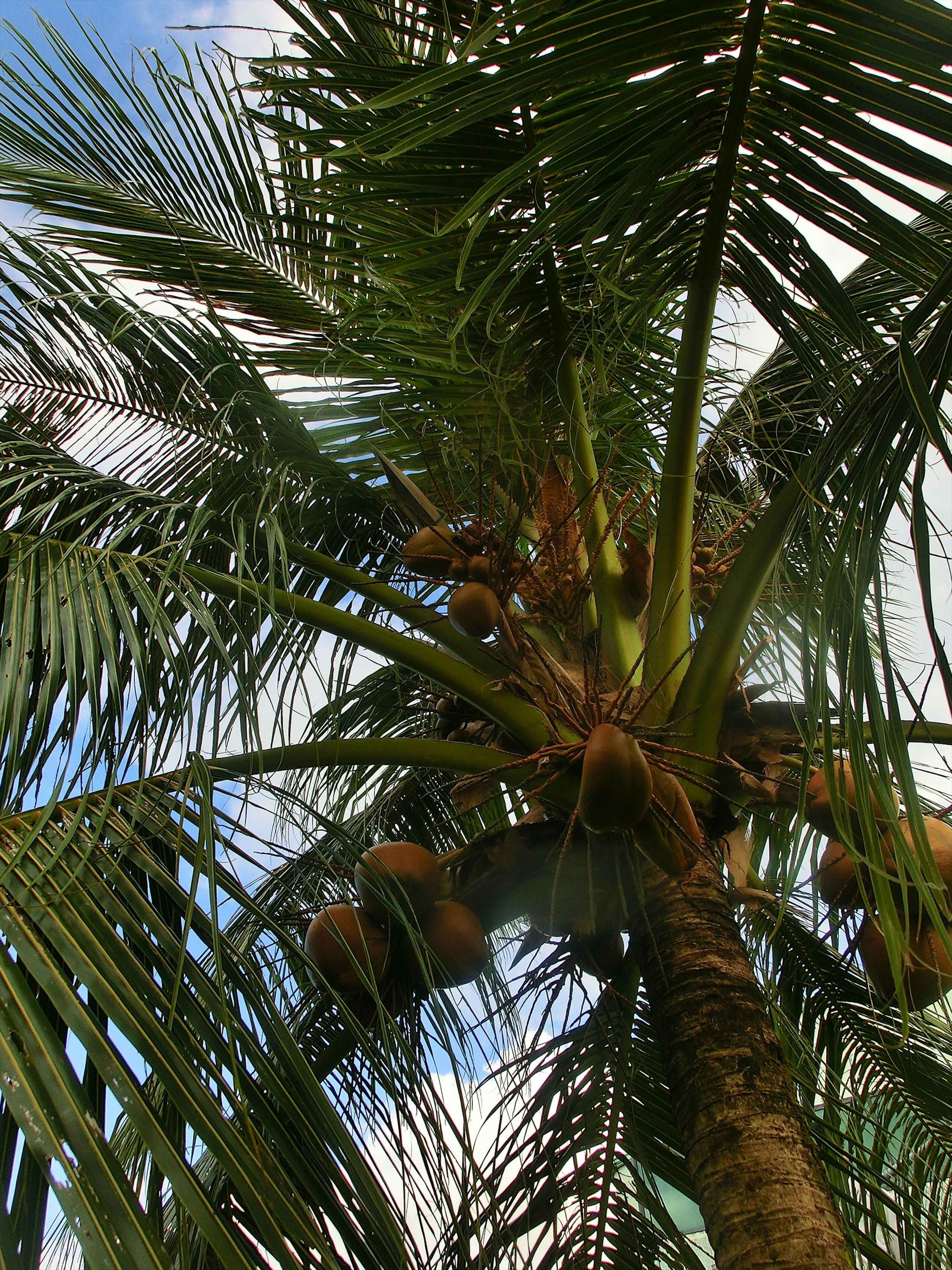 Coconut palm tree with ripe coconuts against a blue sky