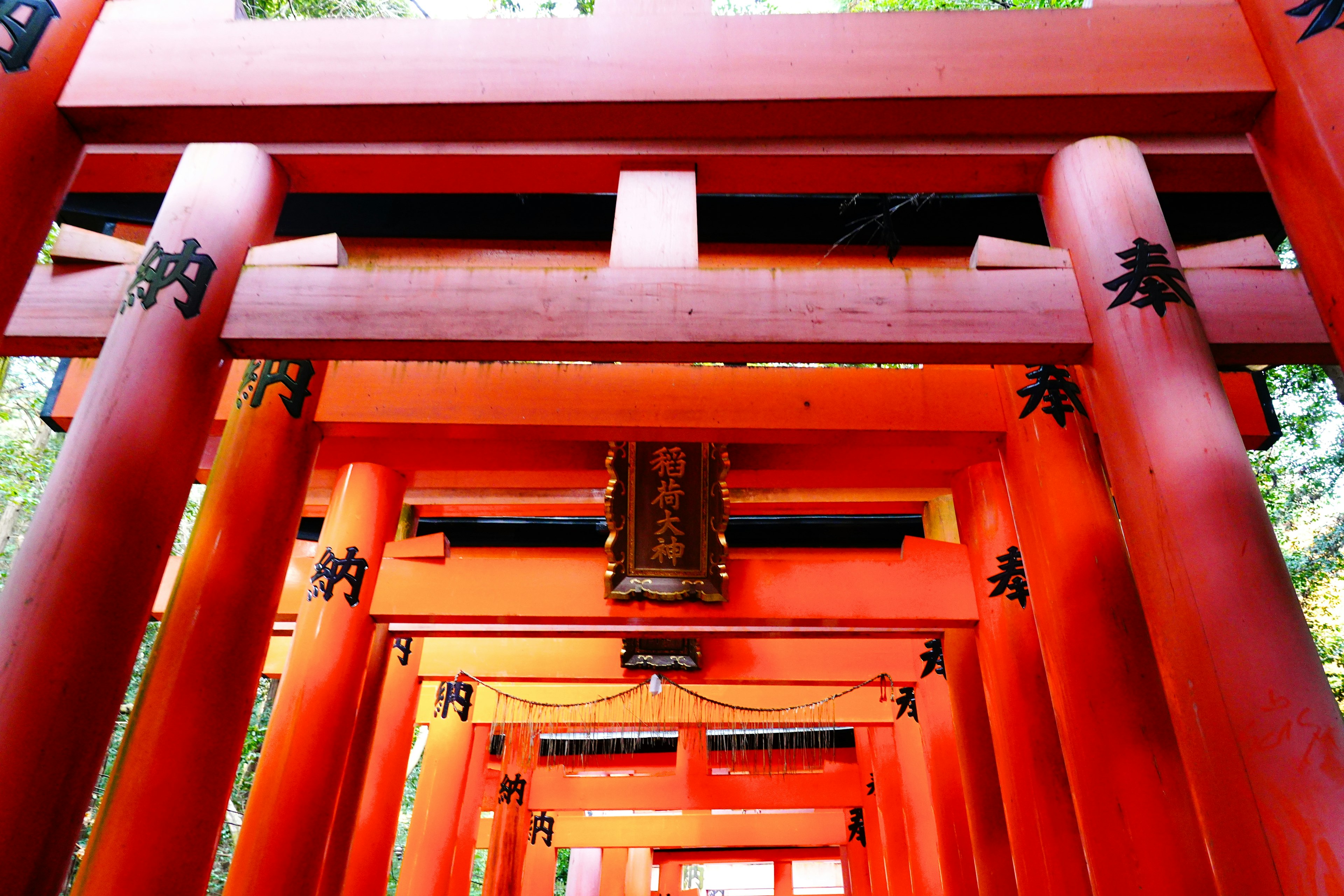 Blick auf rote Torii-Tore, die einen Weg in einem Schrein bilden