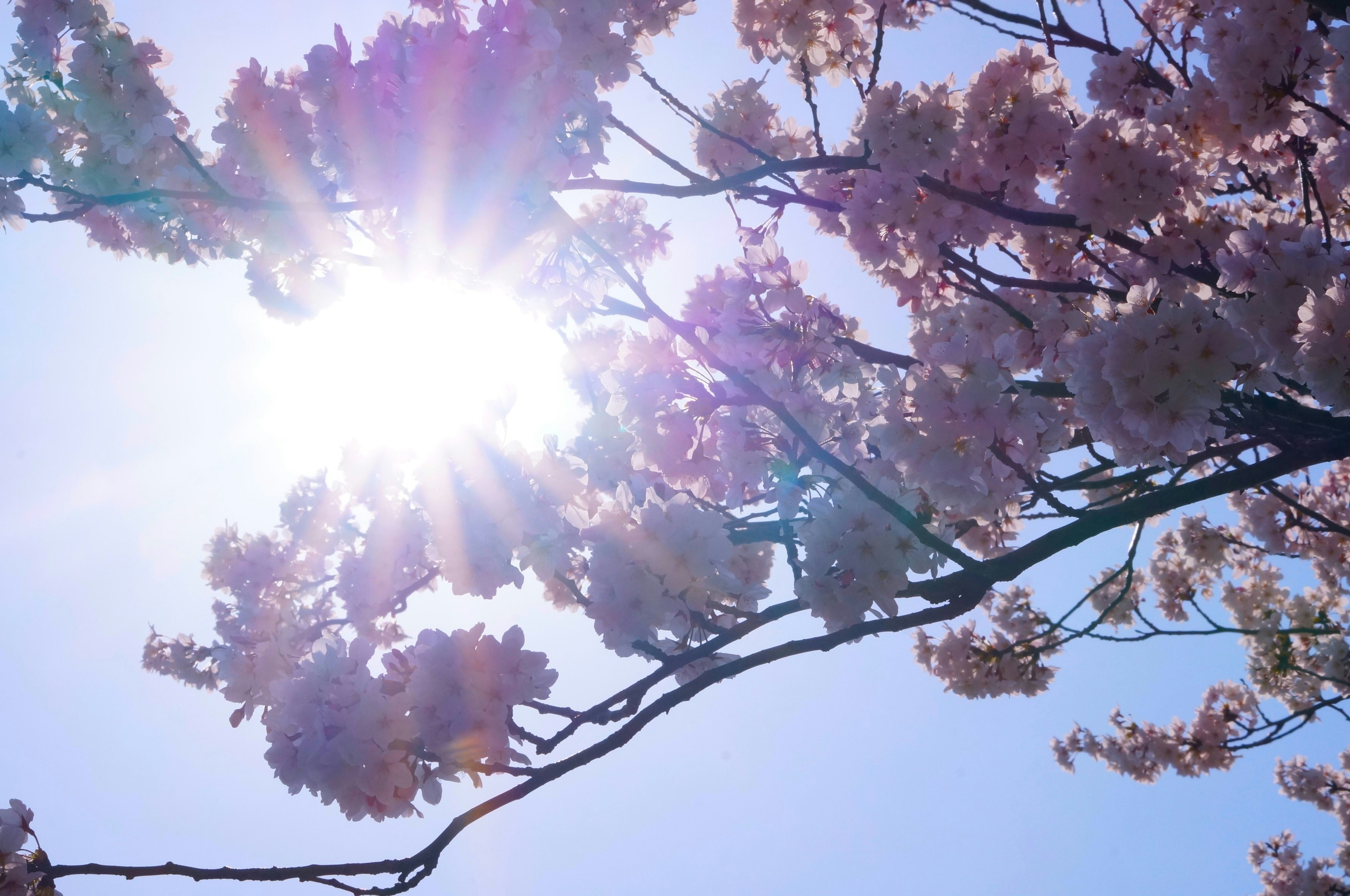 桜の花が咲いている木の枝と太陽の光