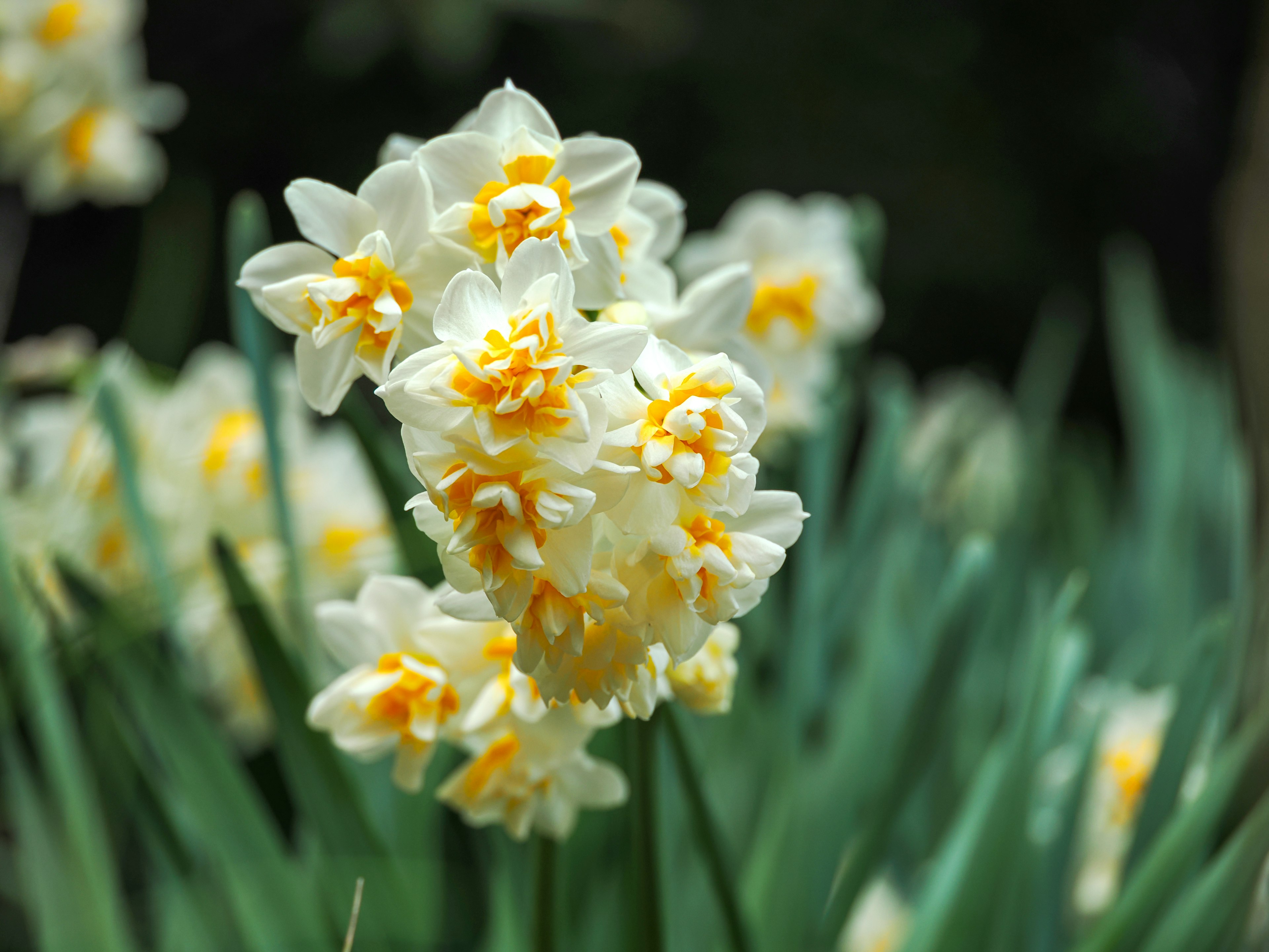 Cluster of white and yellow daffodil flowers in bloom