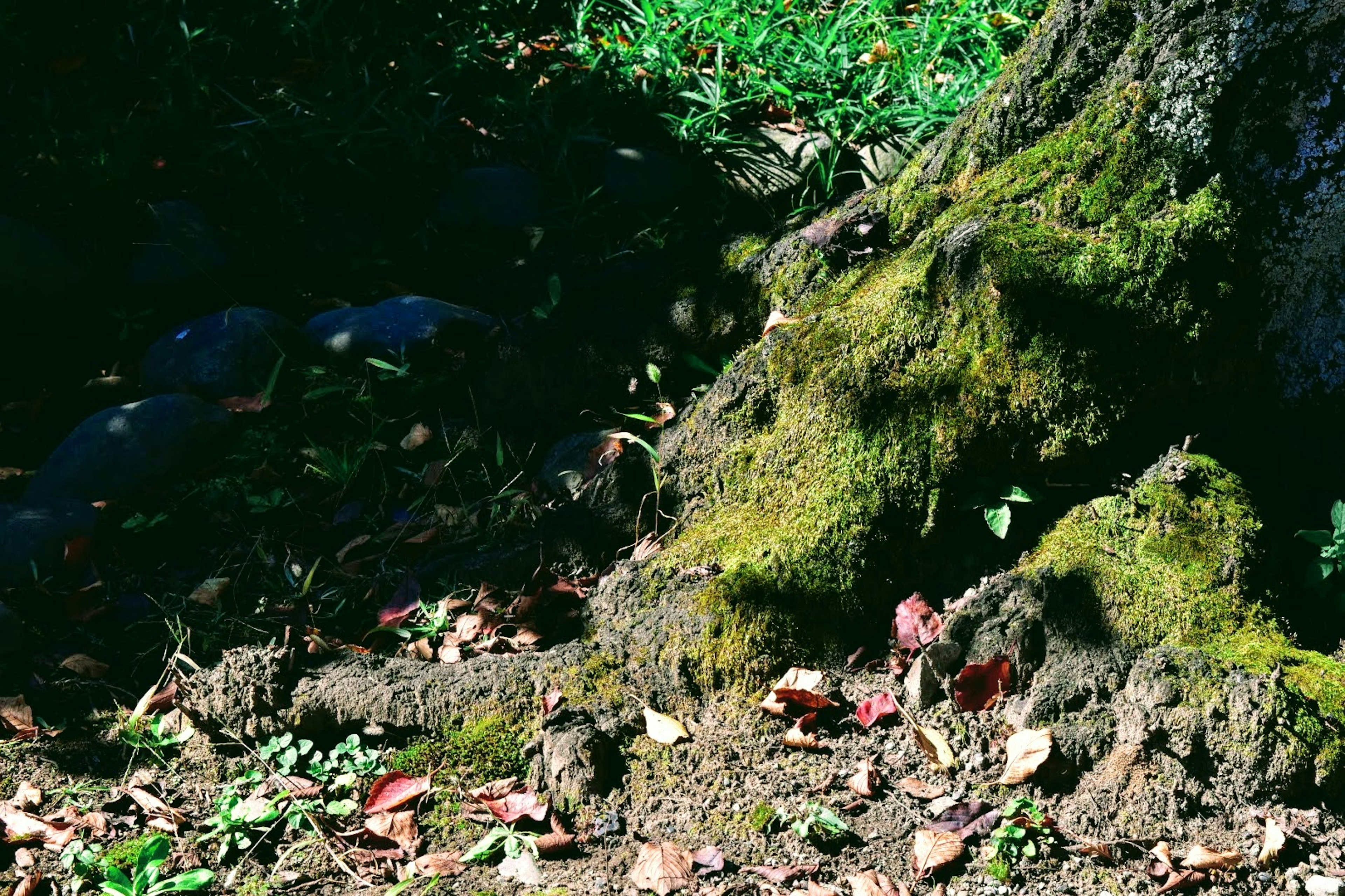 Primer plano del suelo con musgo en la base de un árbol