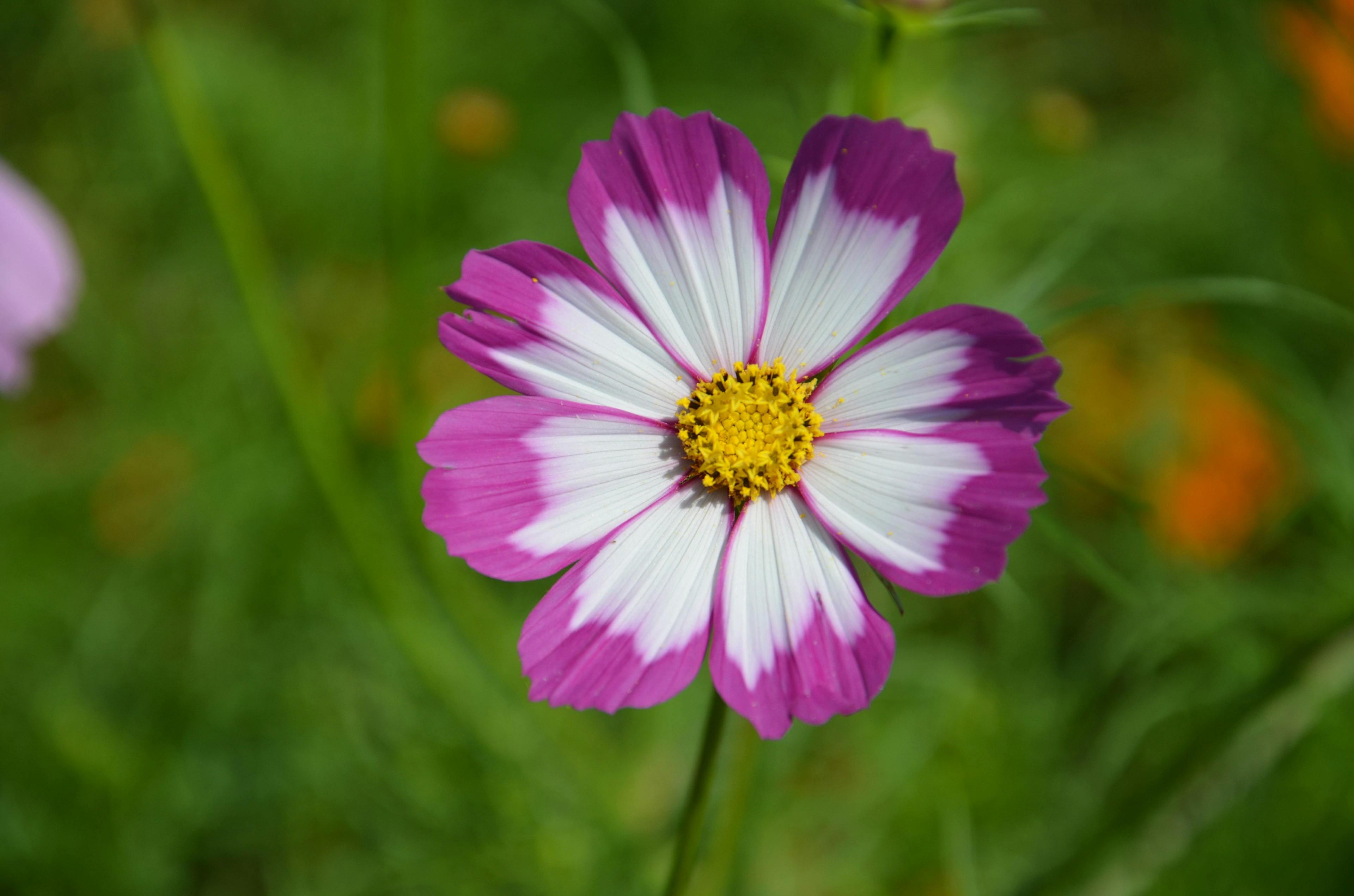 紫と白のコスモスの花が緑の背景に咲いている