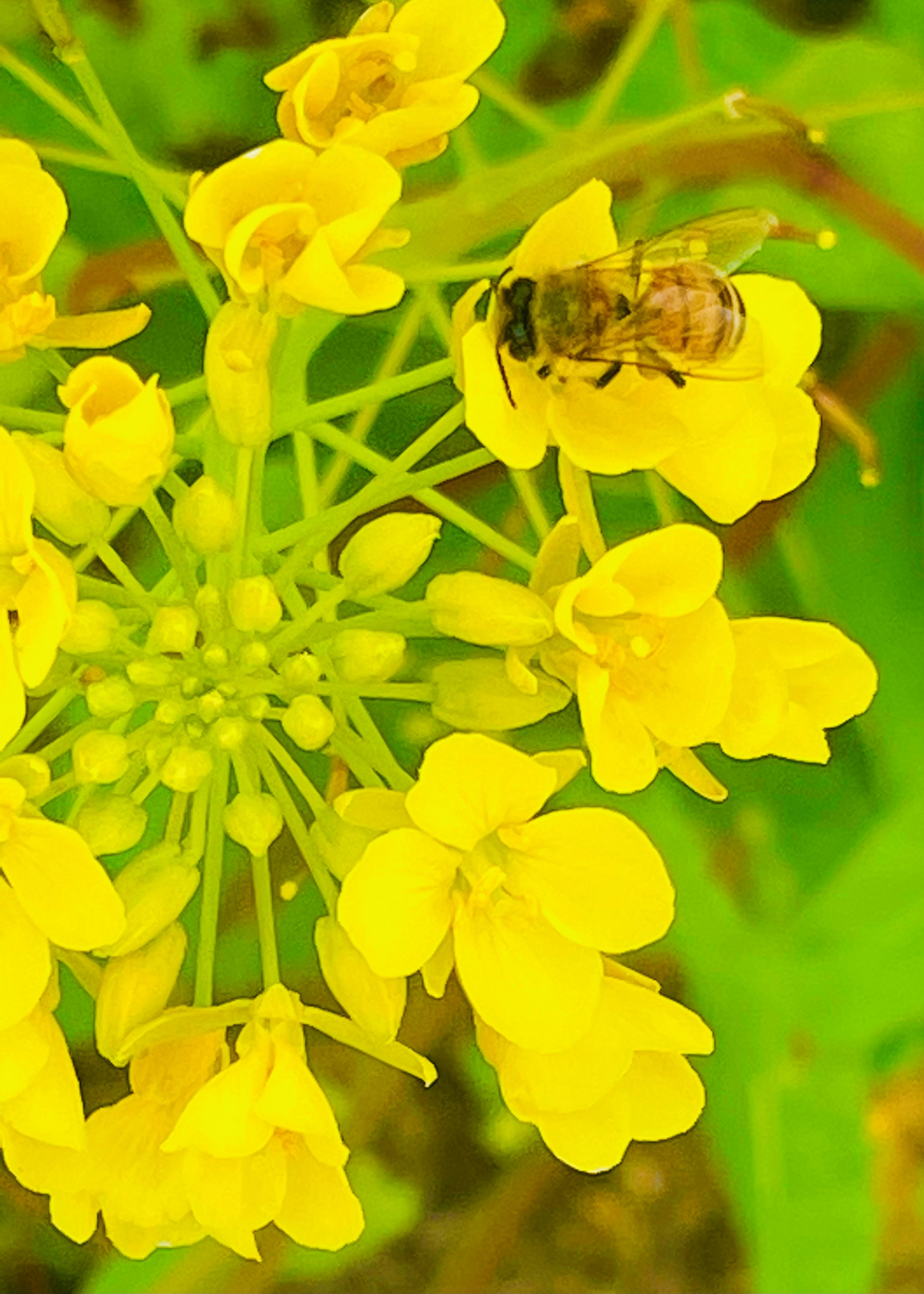 Bild von gelben Blumen mit einer Biene