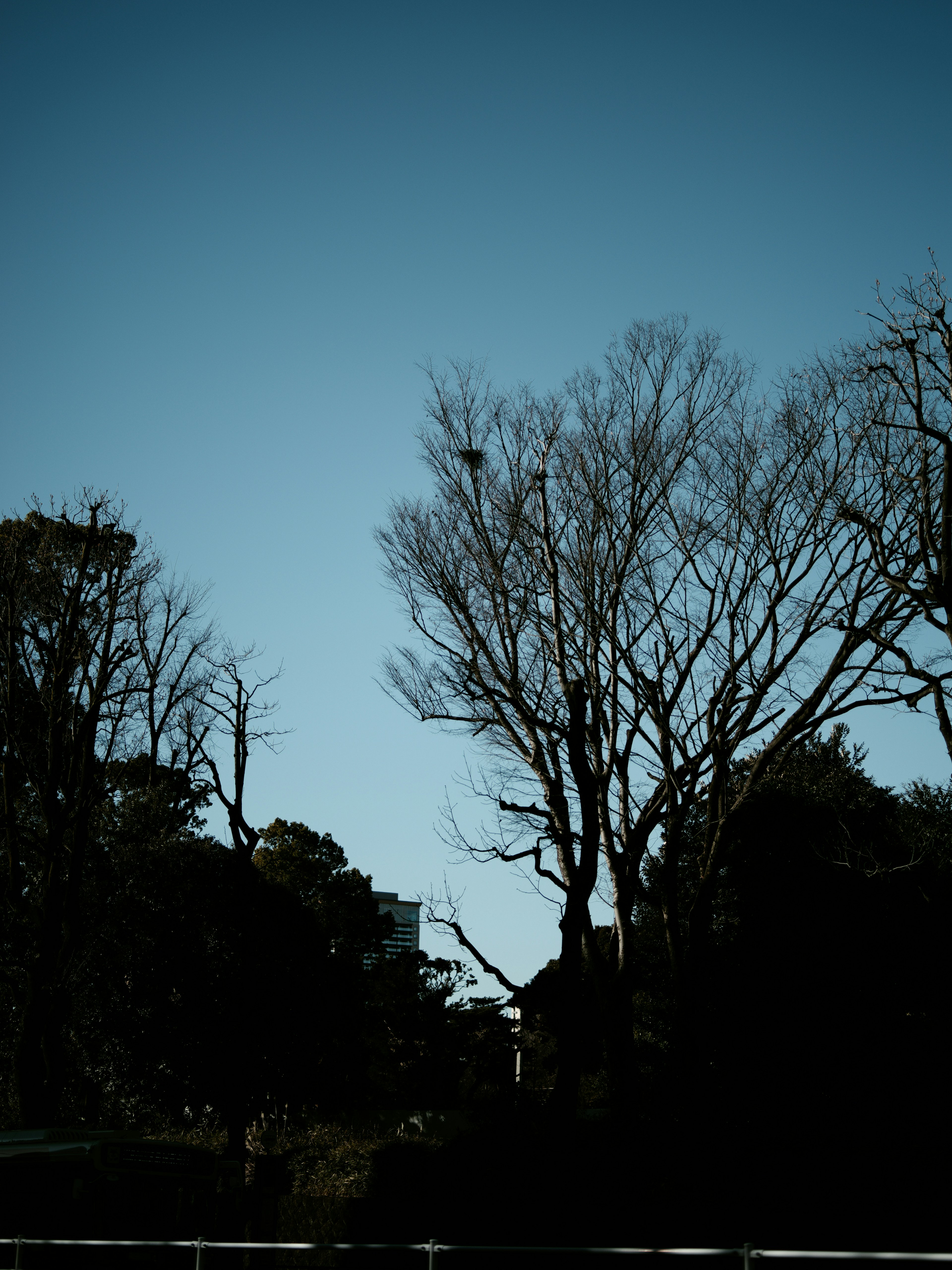 Silhouette von Bäumen und kahlen Ästen vor einem blauen Himmel