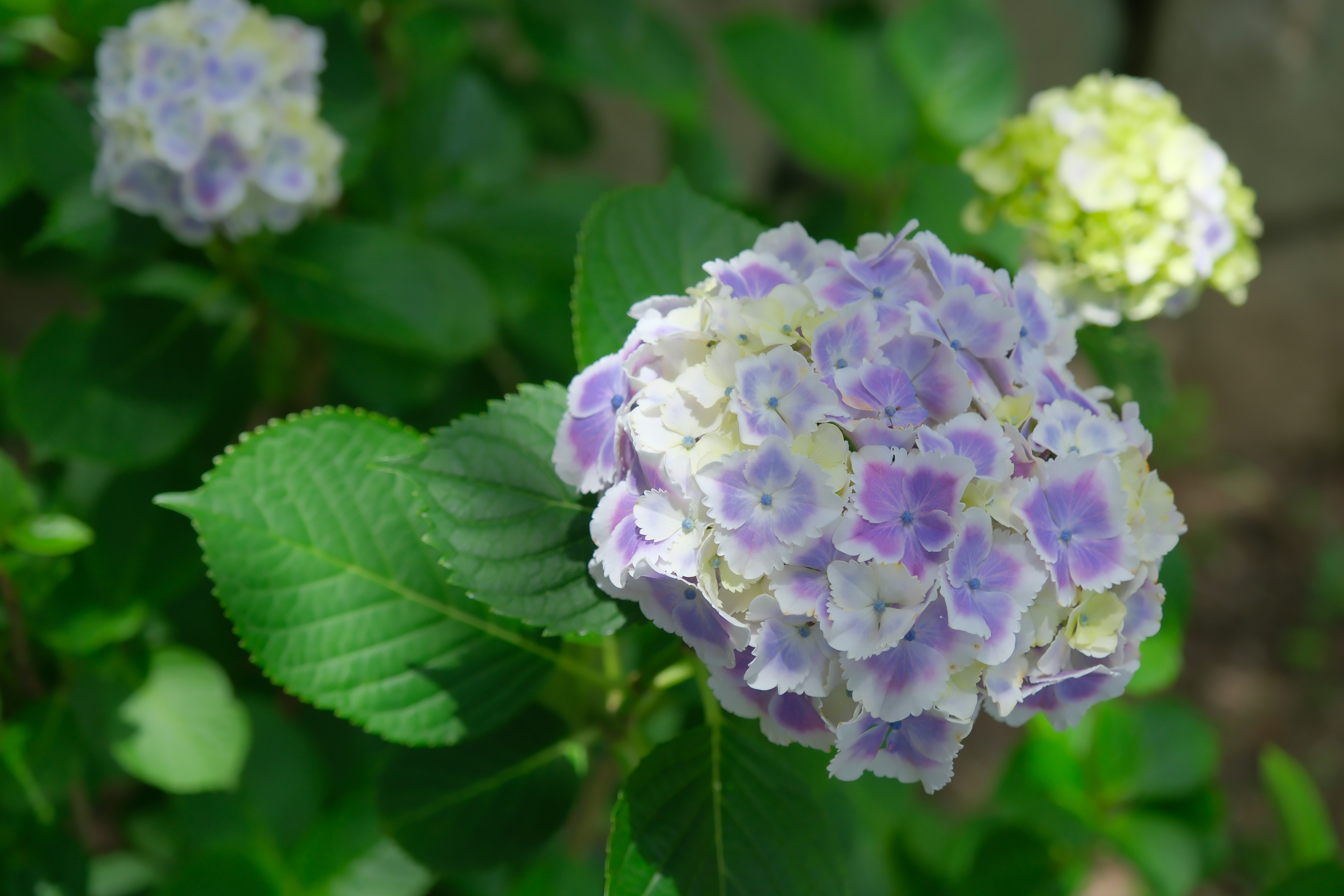 Primer plano de flores de hortensia con pétalos morados y blancos