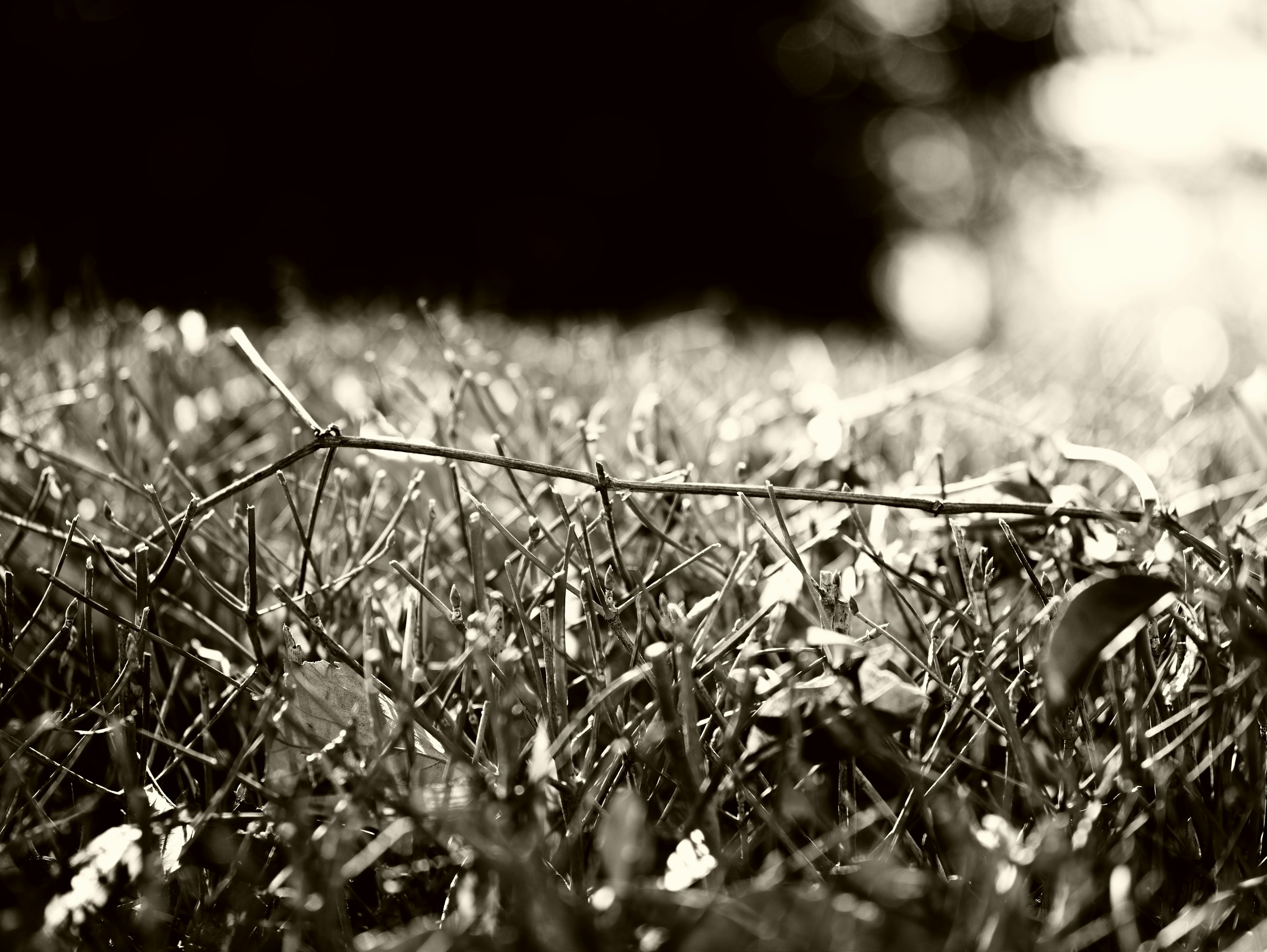 Black and white photo of a twig on grass