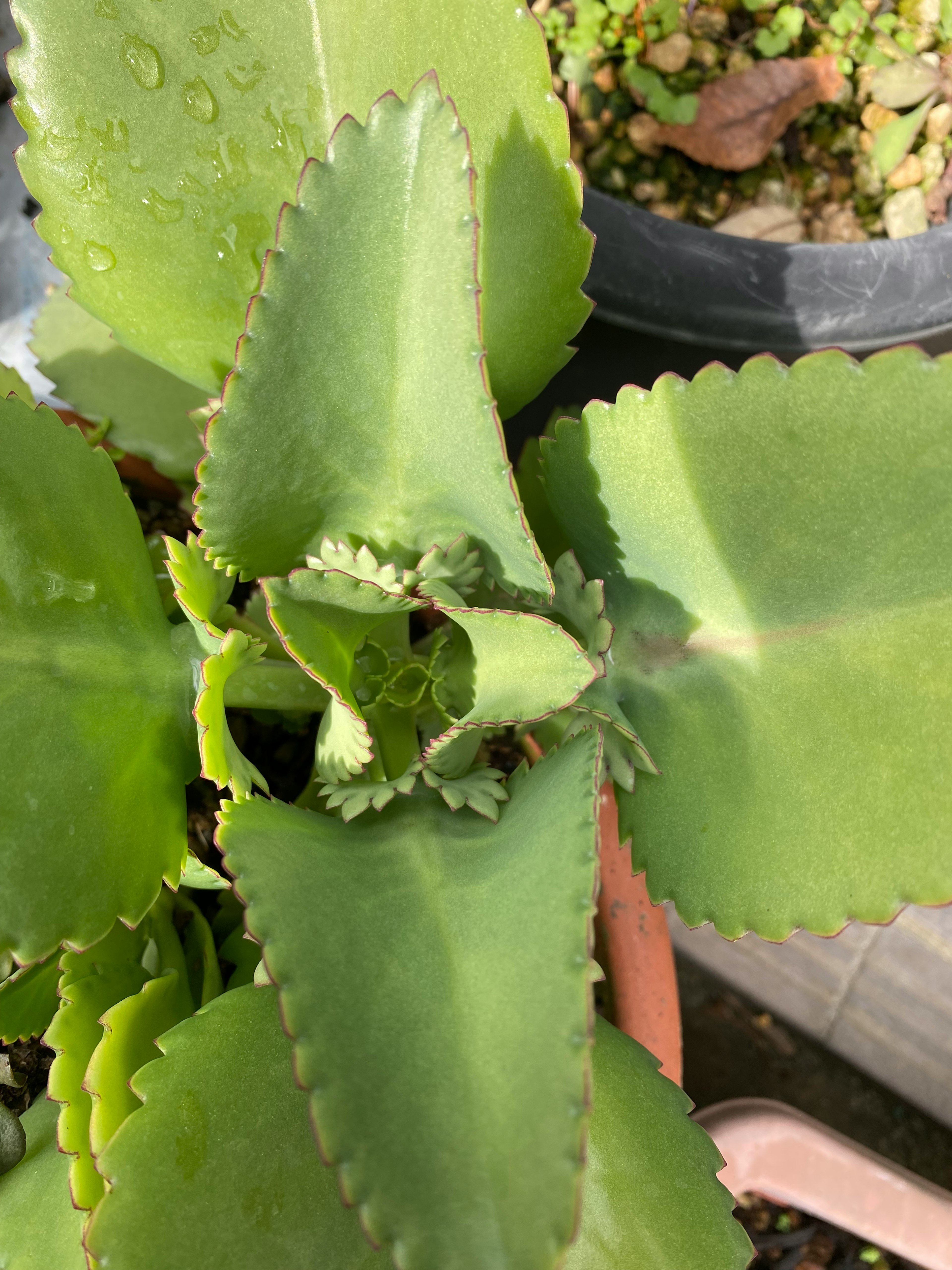 緑の多肉植物の上からの視点 葉は厚くて波状の縁がある