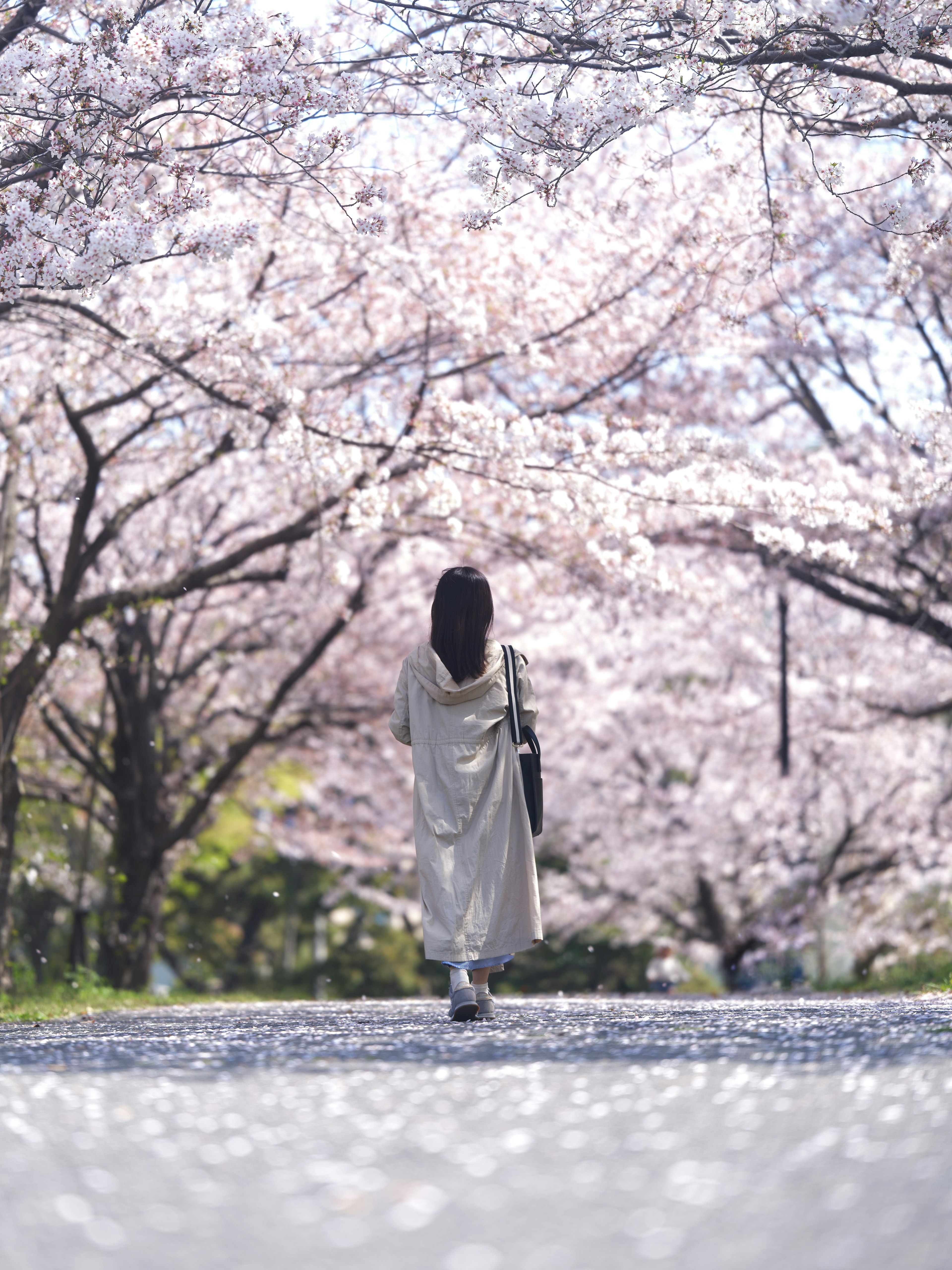 Une femme marchant sous des cerisiers en fleurs