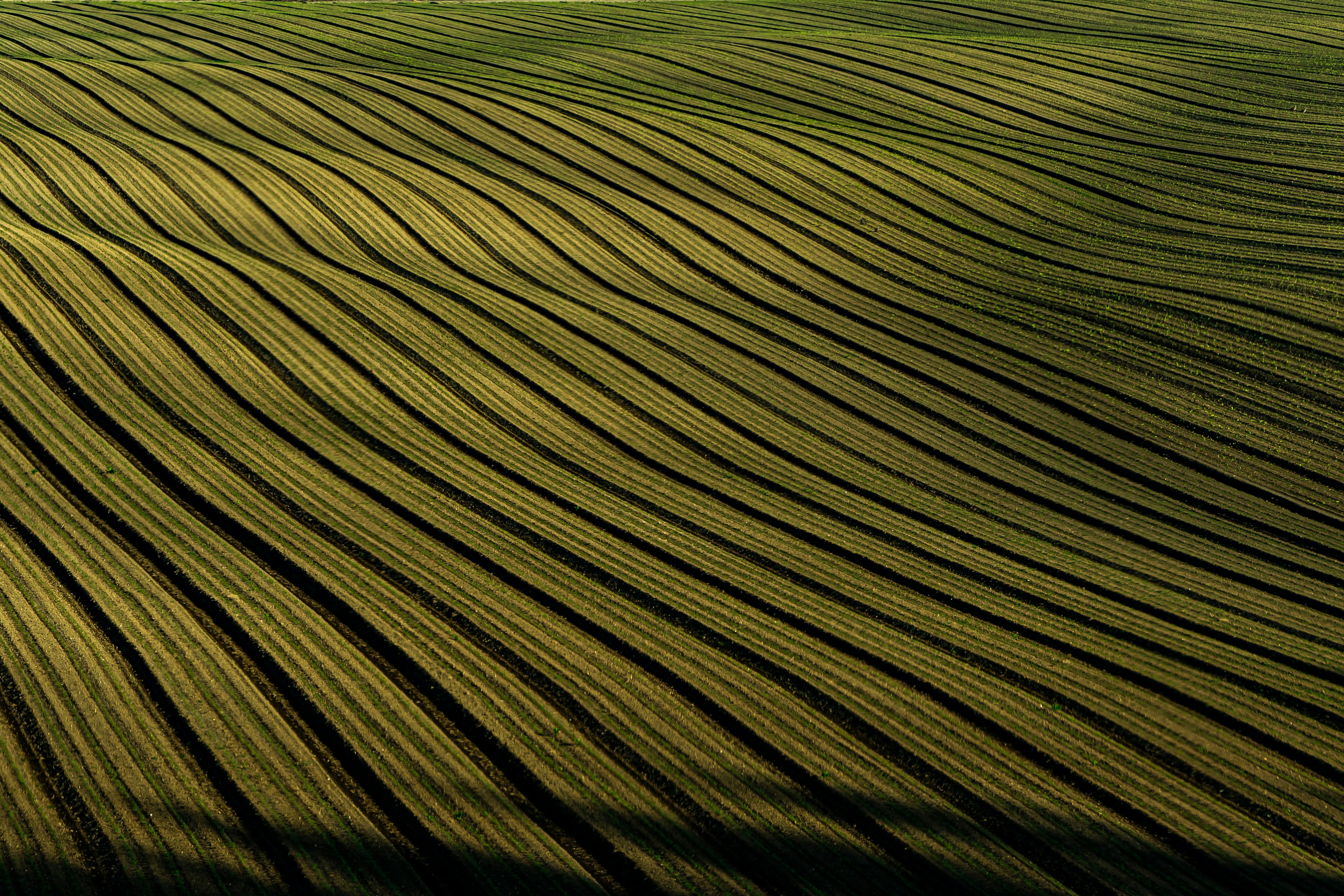 Motivi ondulati di campi verdi che mostrano un paesaggio agricolo