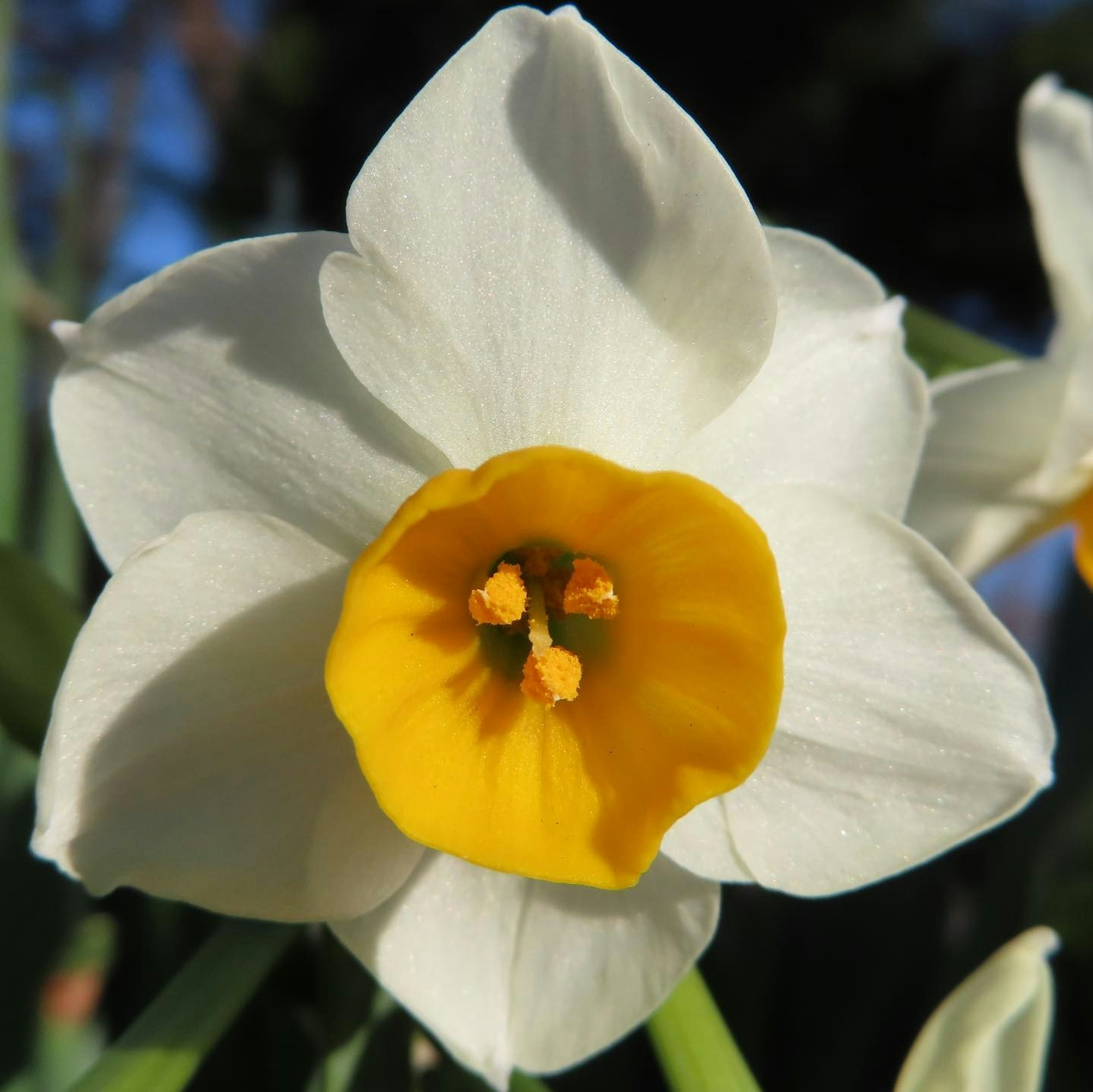 Close-up bunga daffodil dengan kelopak putih dan pusat kuning