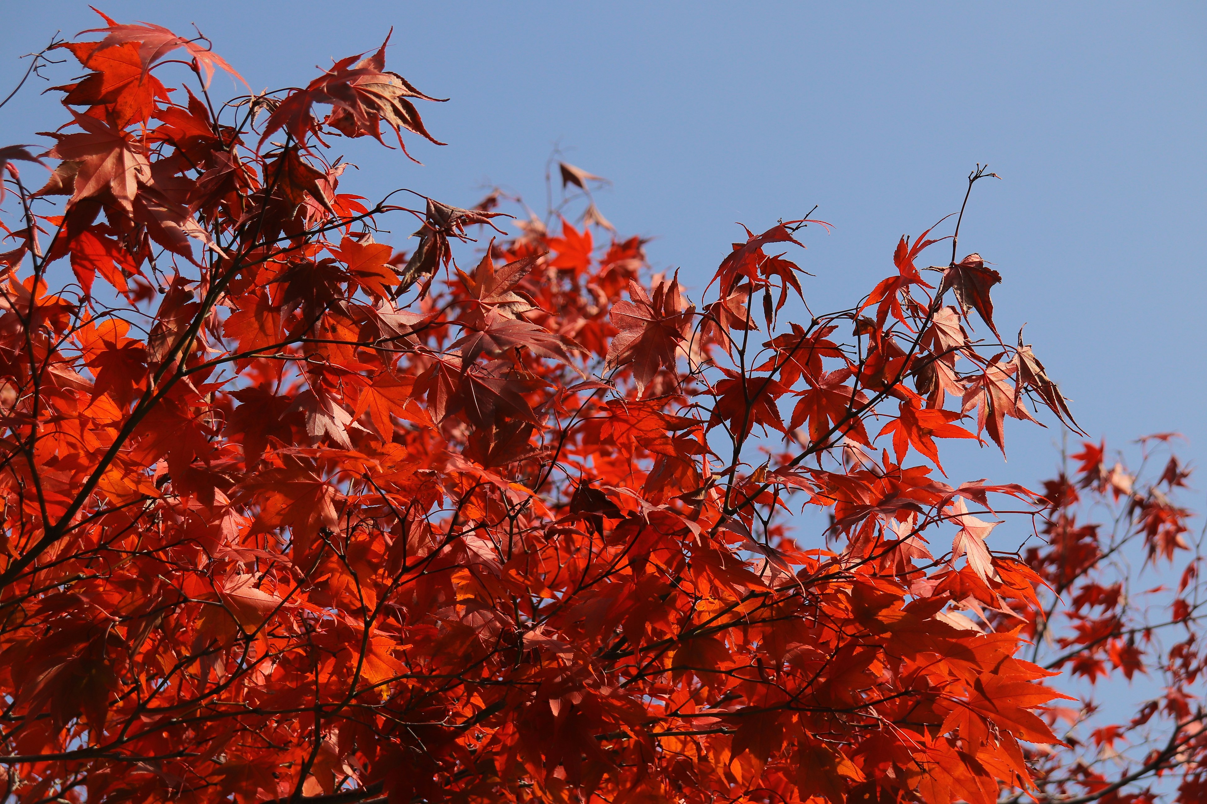 Albero di acero con foglie rosse vivaci contro un cielo blu chiaro