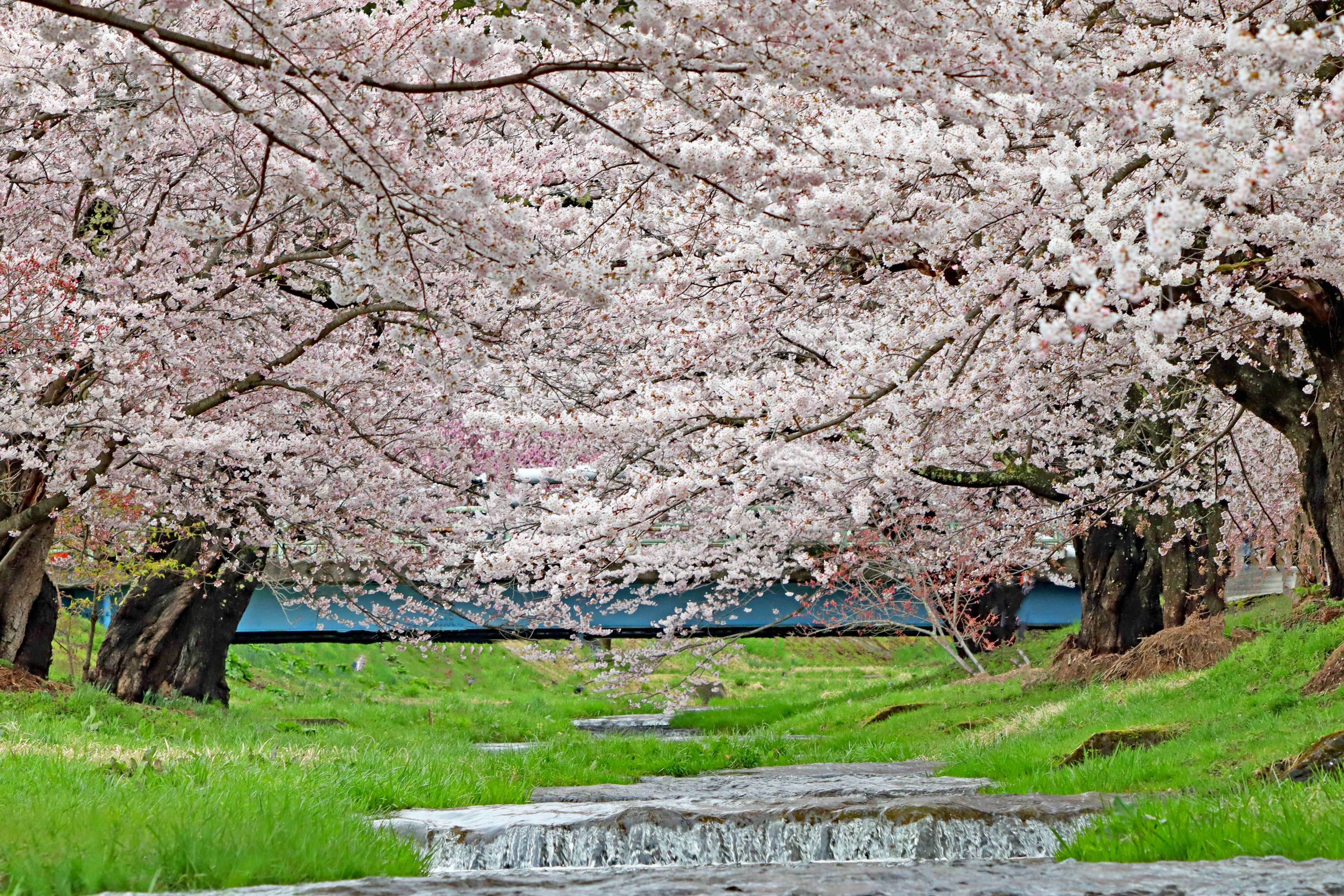 Beautiful landscape with cherry blossom trees lining a path green grass and a flowing stream