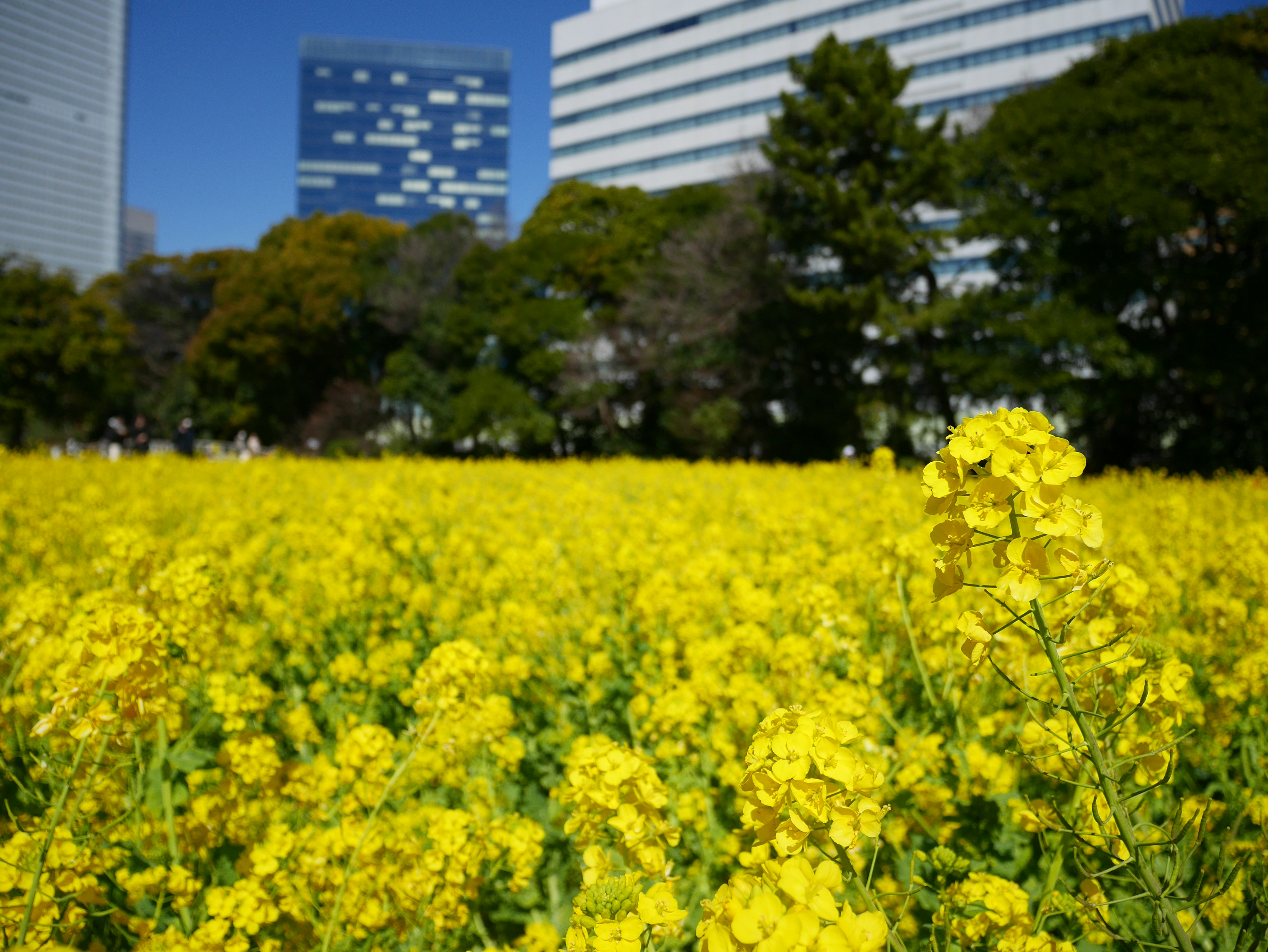 Ein lebhaftes Feld mit gelben Rapsblumen und Wolkenkratzern im Hintergrund