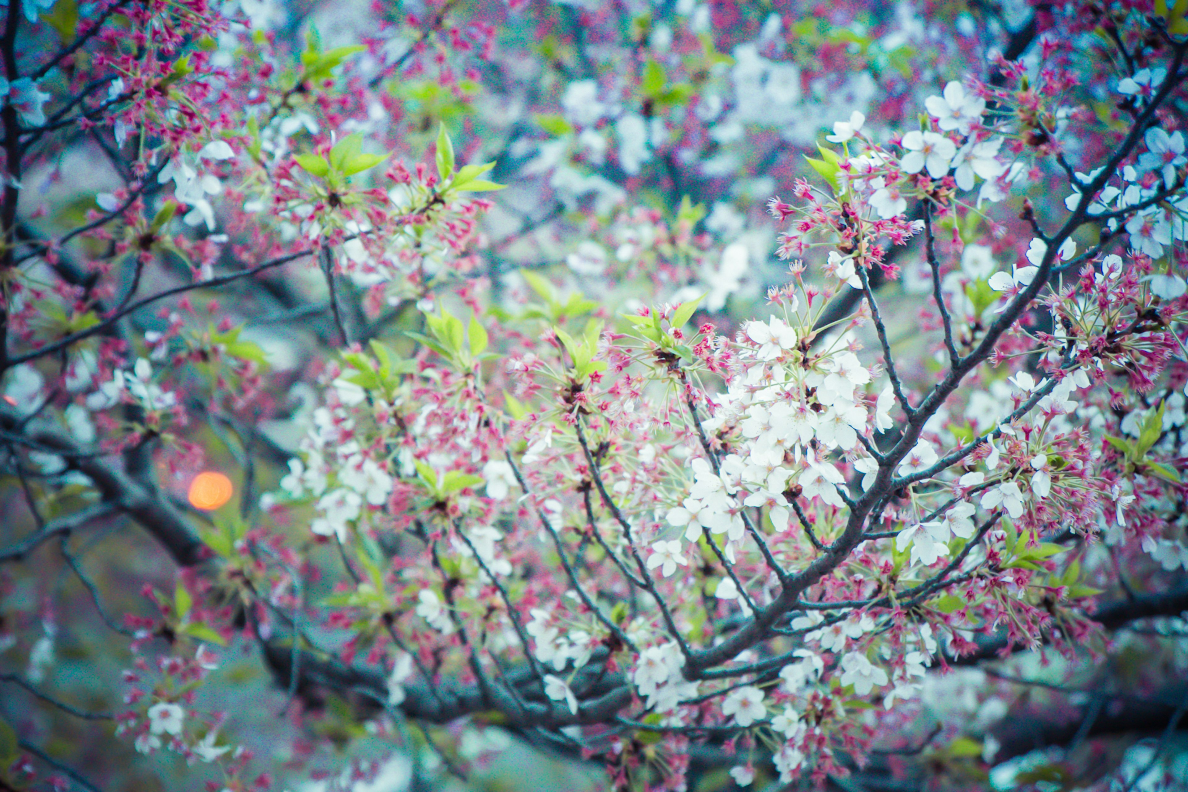 樱花盛开的树枝特写