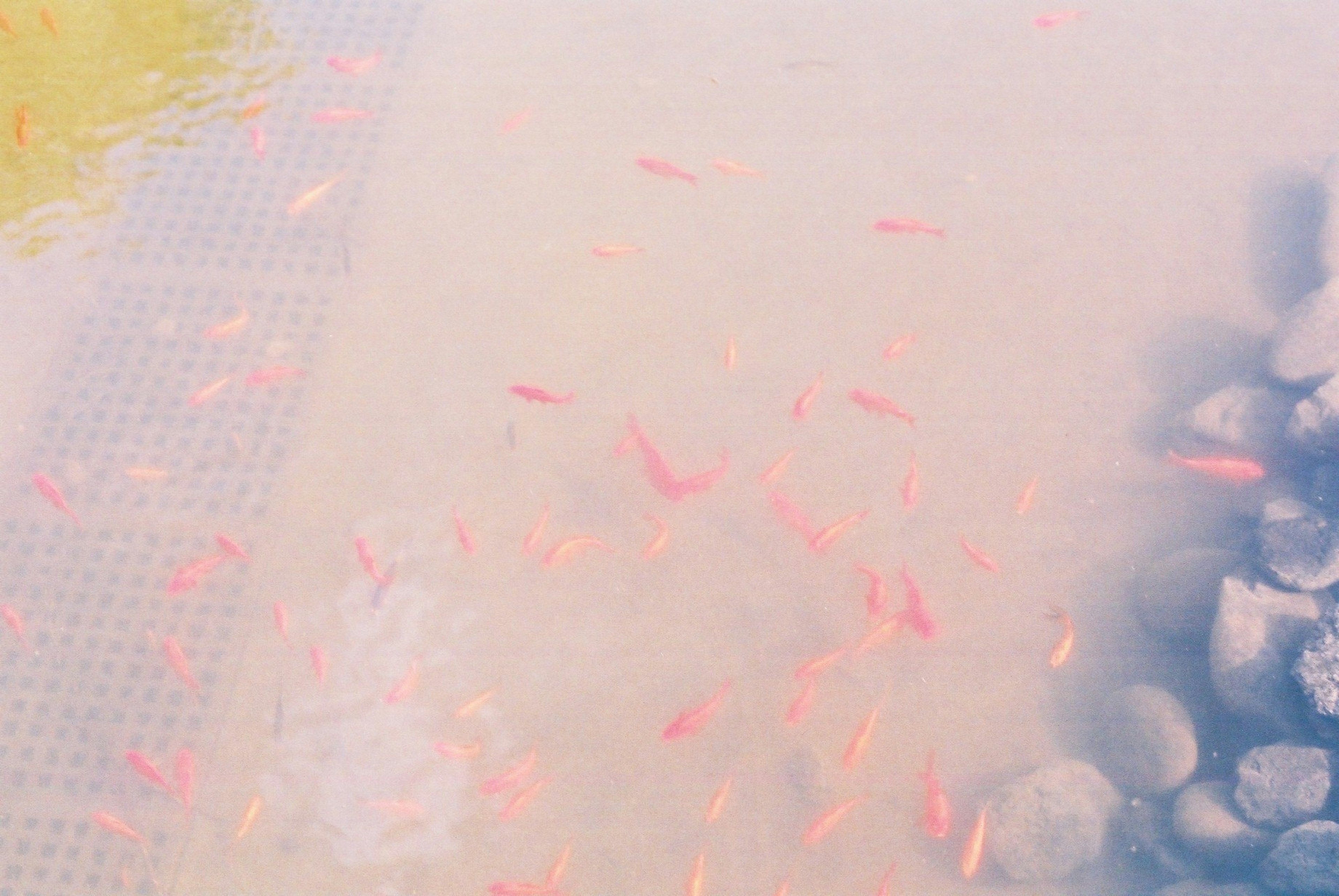 Escena subacuática con peces dorados y piedras