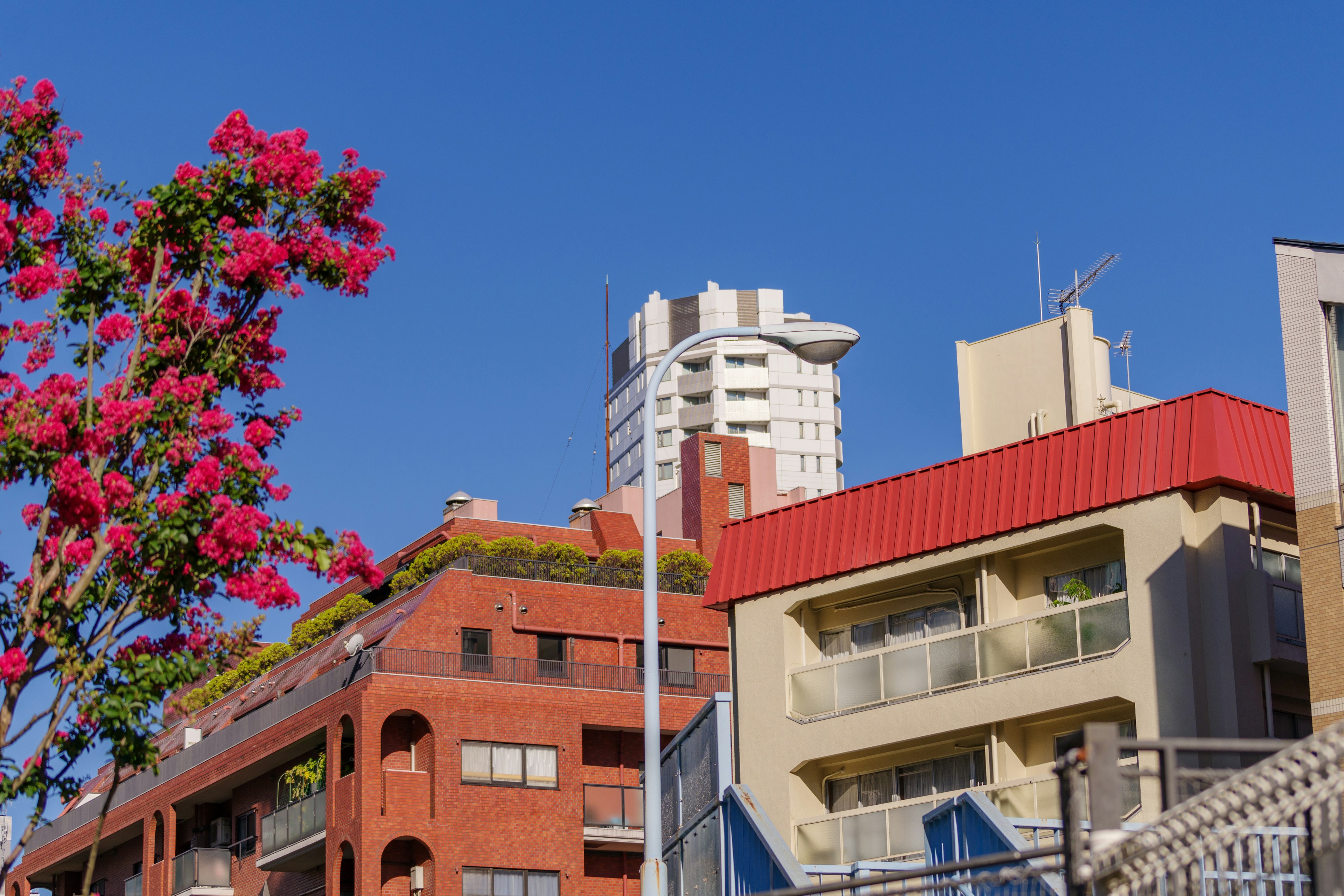 Buildings with red roofs and flowering tree under blue sky