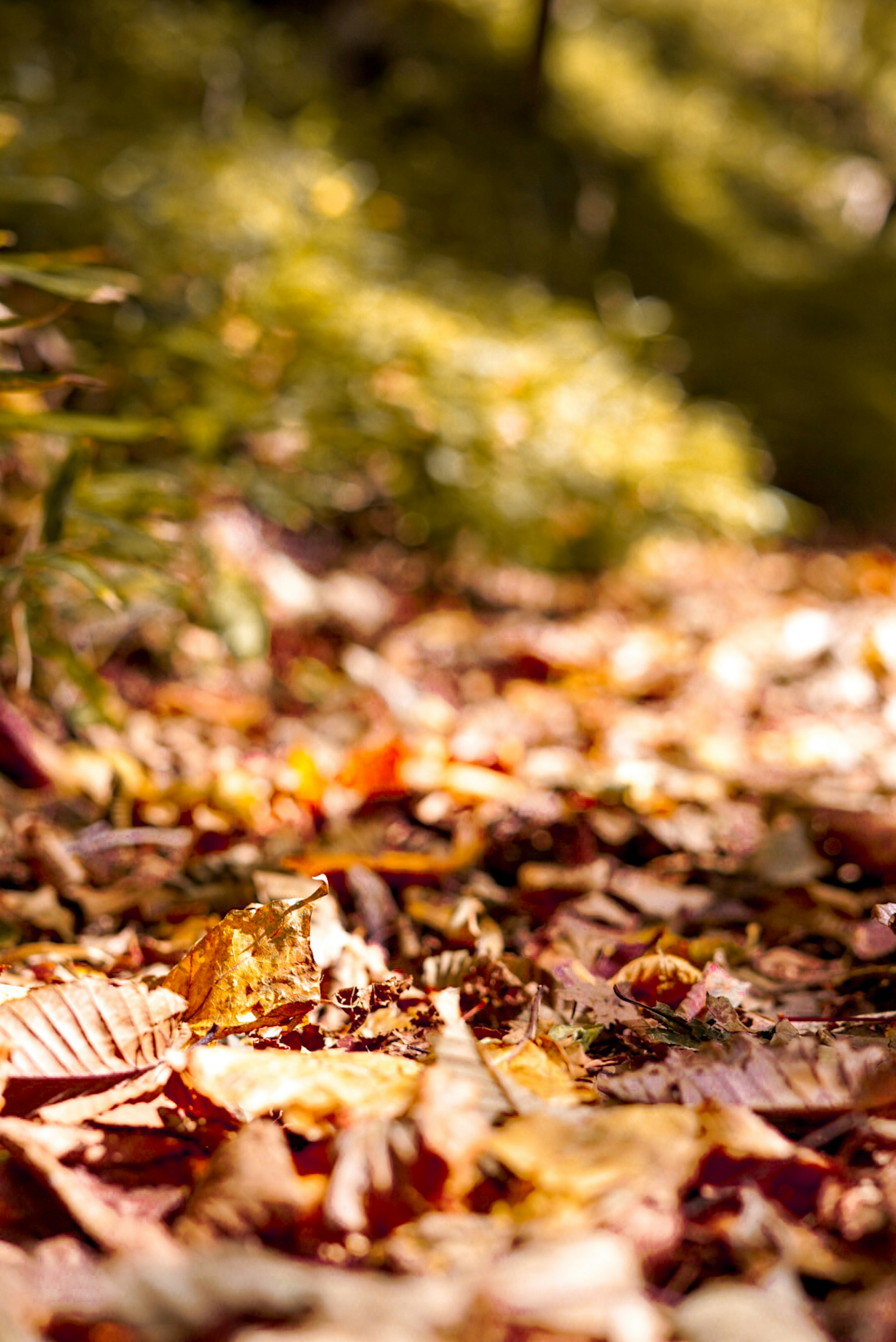 Sentiero forestale coperto di foglie autunnali