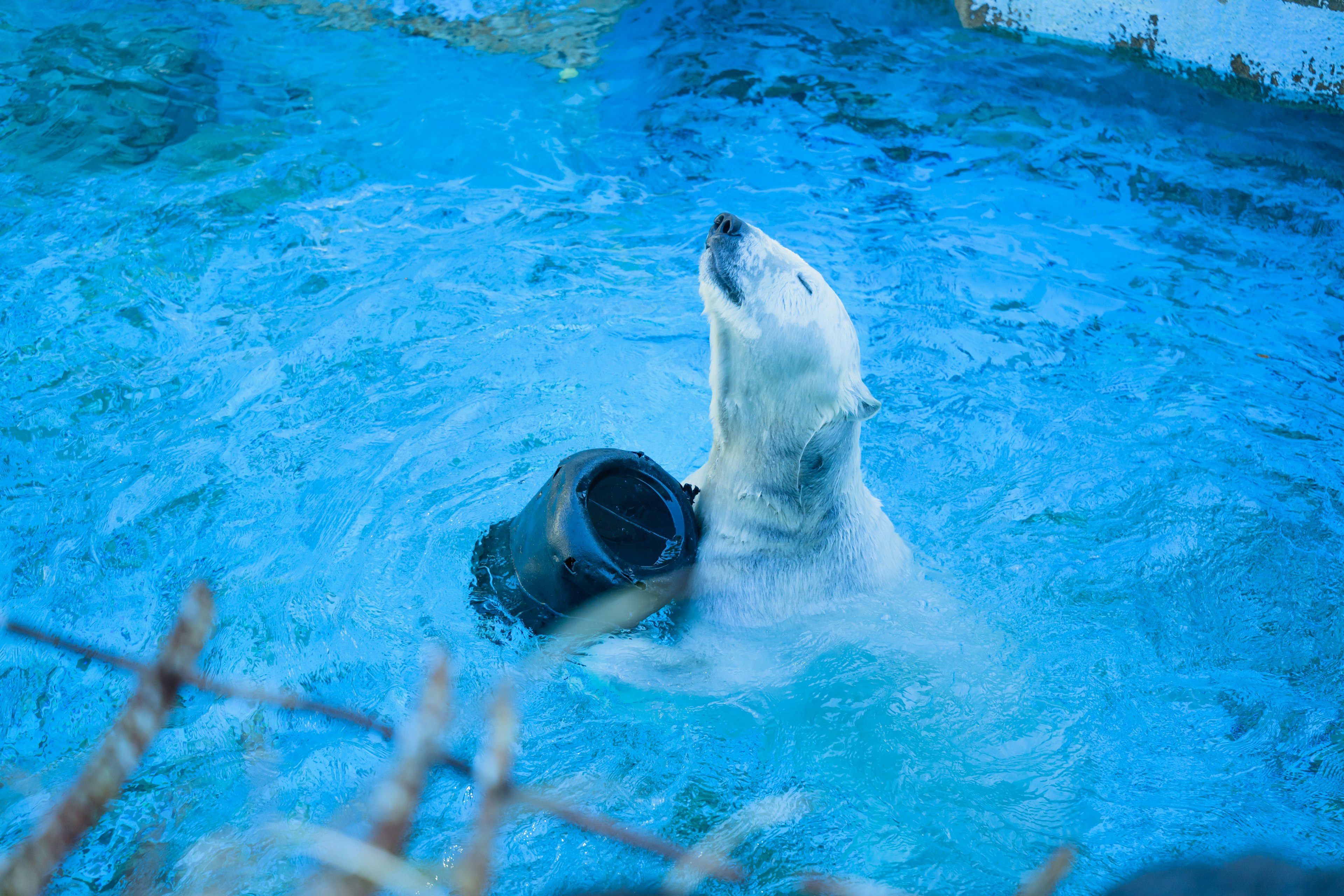 Ein Eisbär, der im Wasser spielt und einen schwarzen Eimer hebt