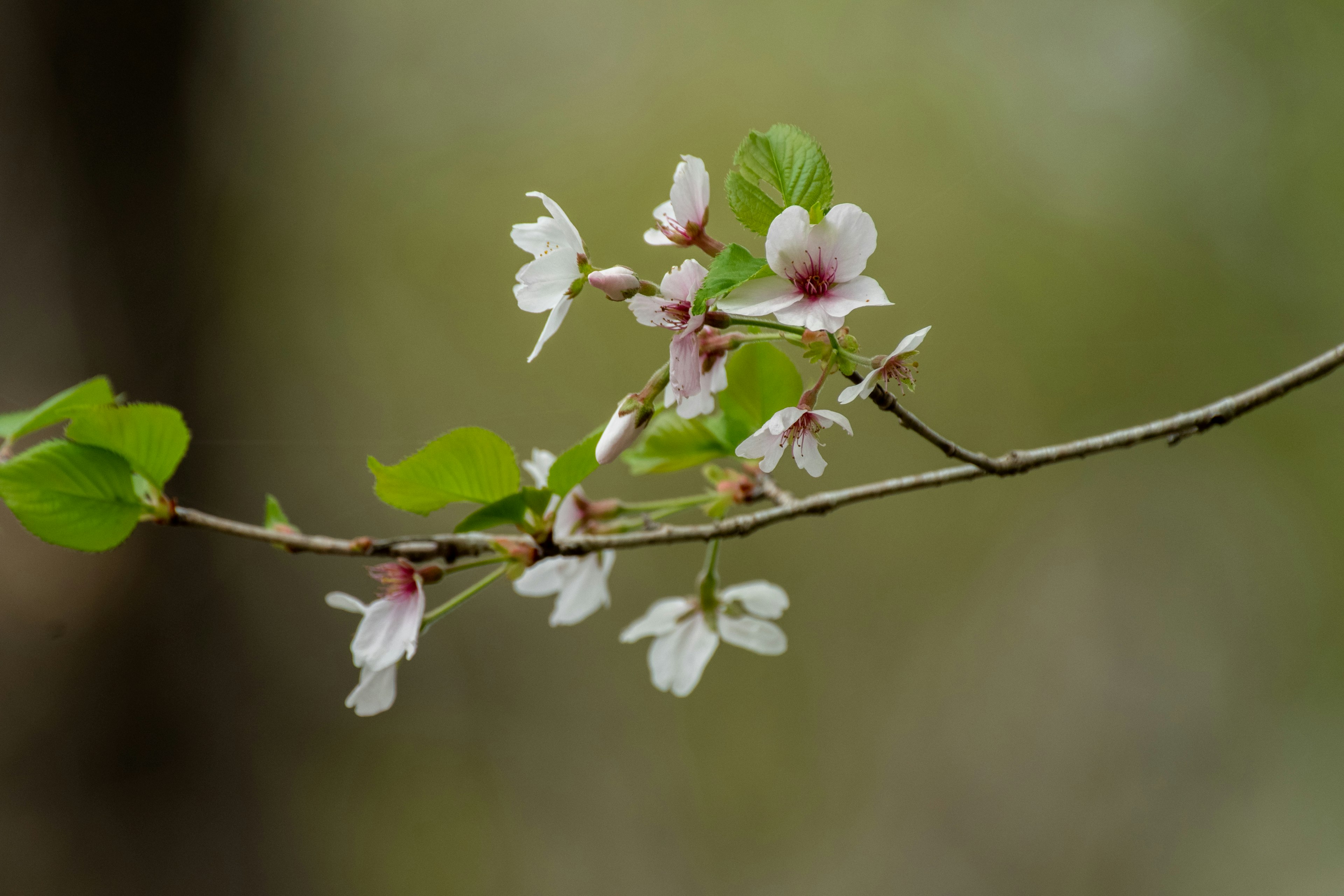 Primo piano di un ramo con fiori bianchi e foglie verdi